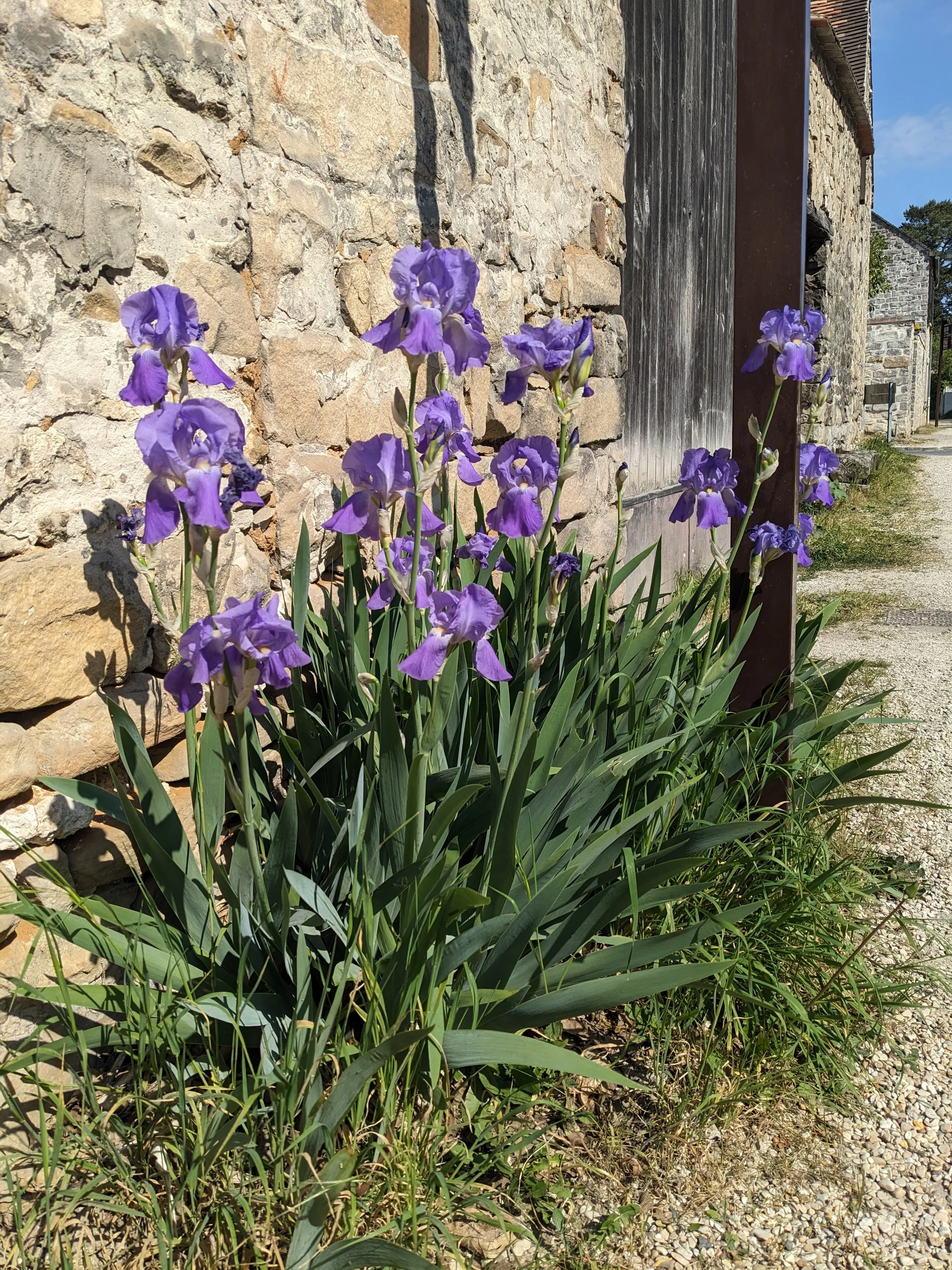 Purple iris flowers growing in front of an old stone and wood building wall beside a gravel path.