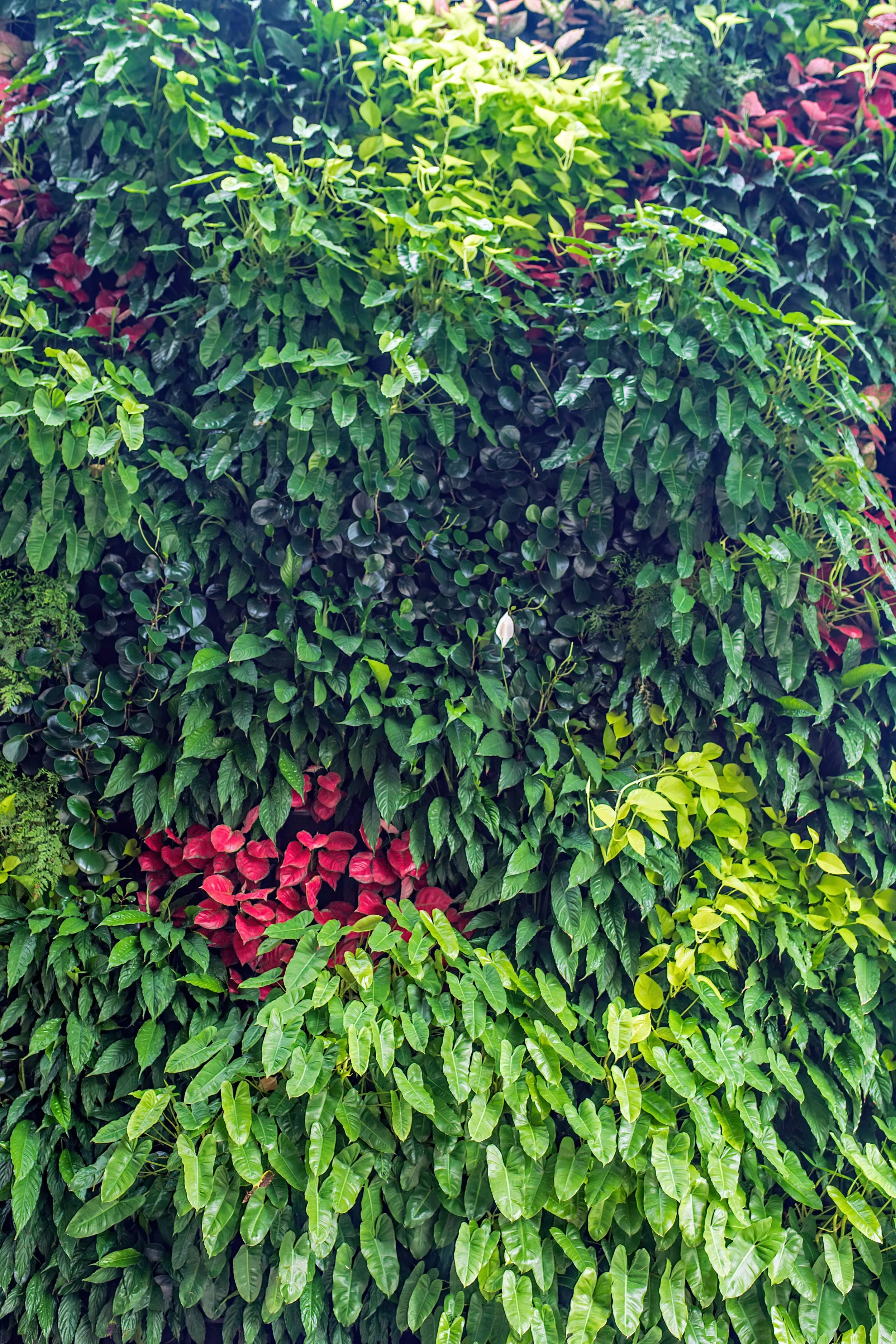 The MEP Coordination Checklist for Interior Living Walls