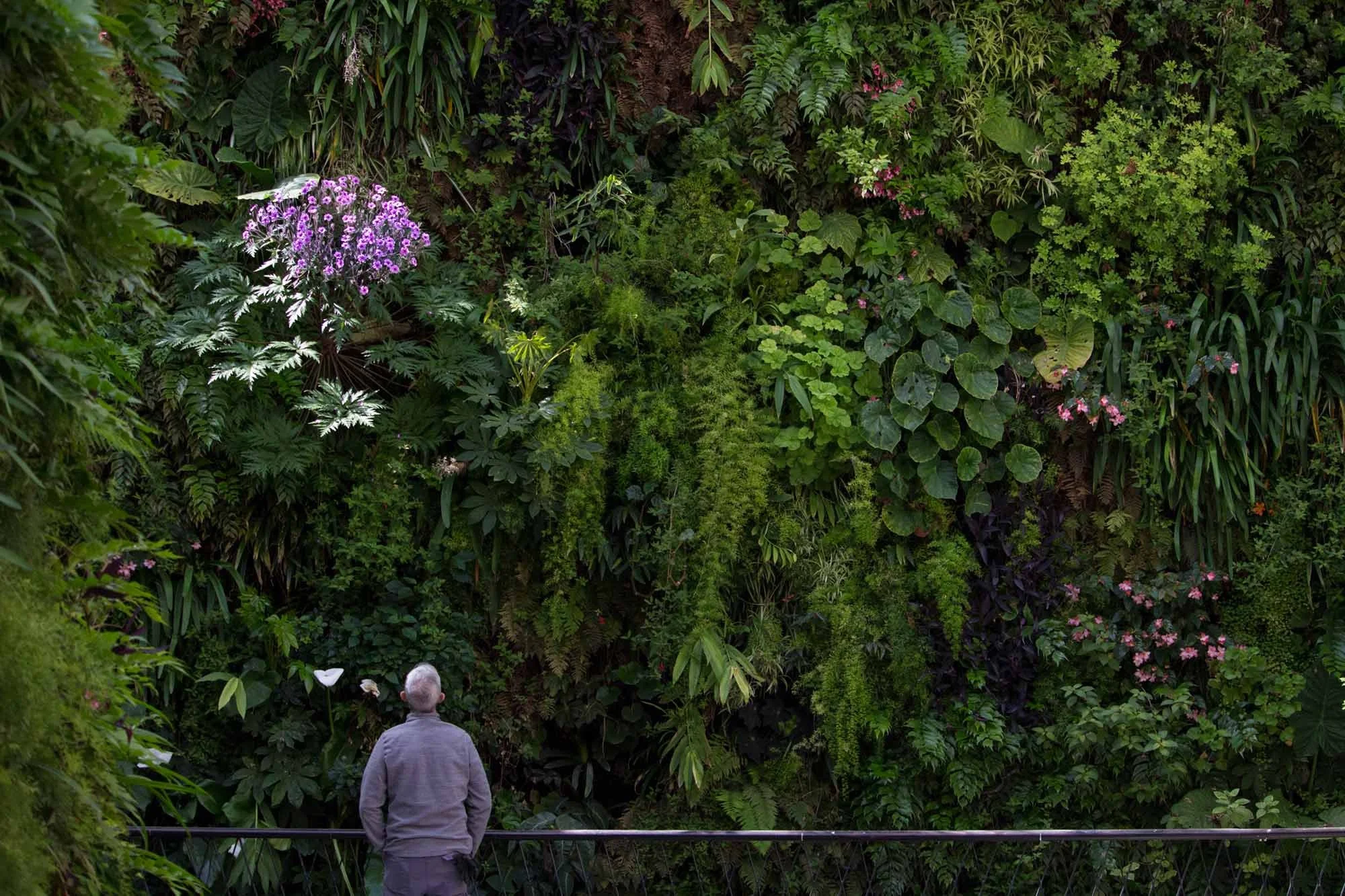 The Best Soil-Free Plants for a Living Wall or Vertical Garden