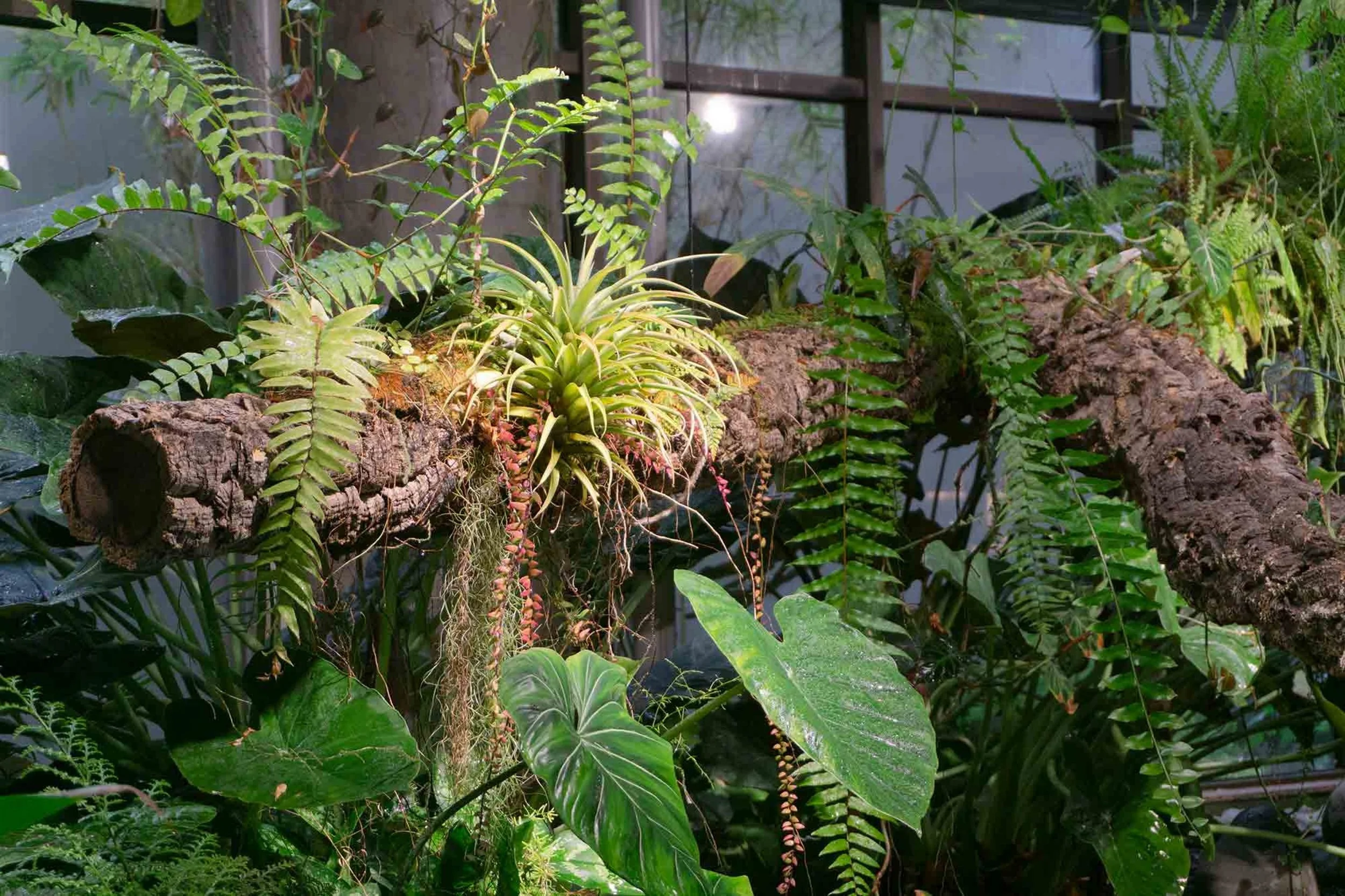 Close-up of epiphytes growing out of log