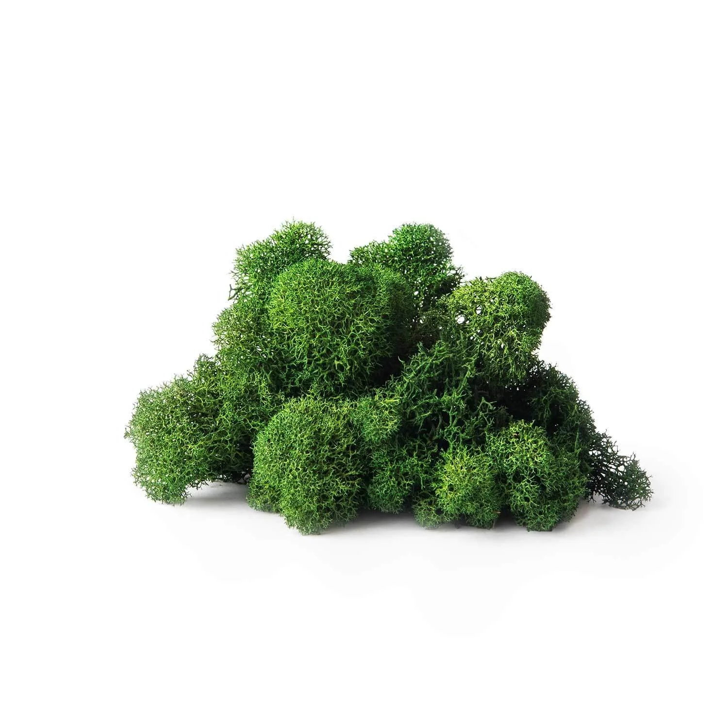 forest reindeer moss