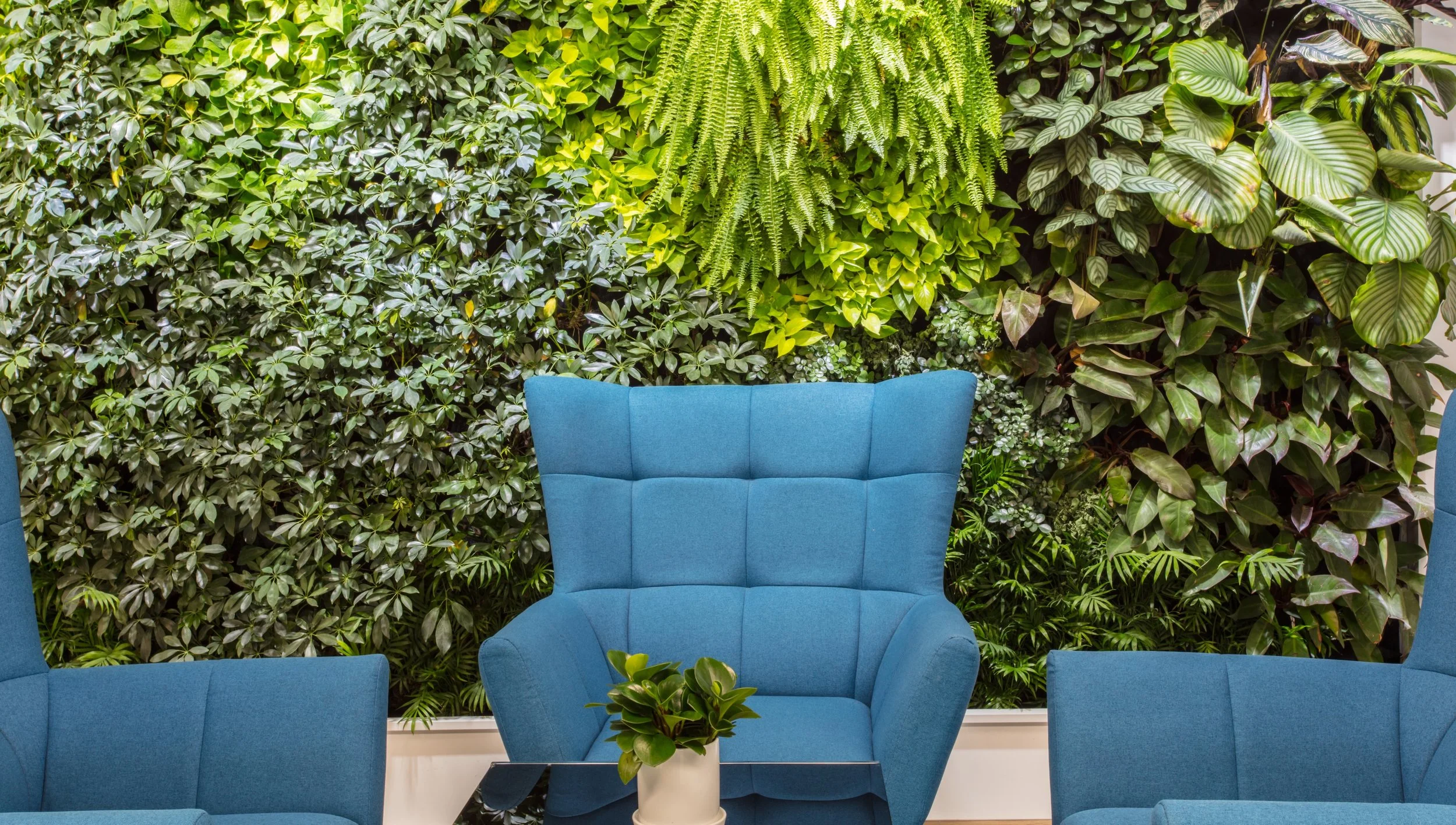 Blue upholstered armchairs with a small green potted plant on a black table in front, set against a lush green wall of various plants.
