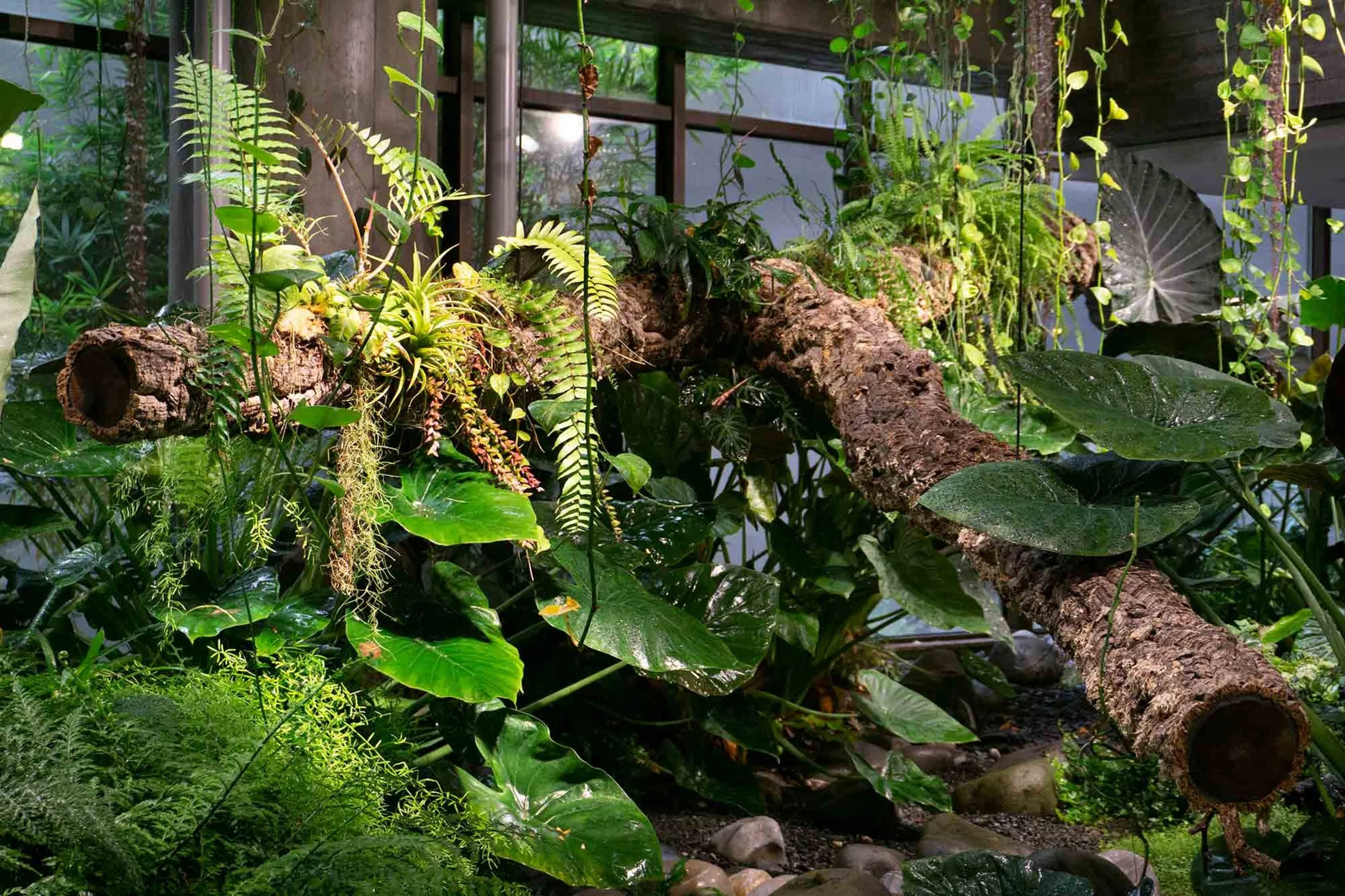 Epiphytes growing from self-irrigated log