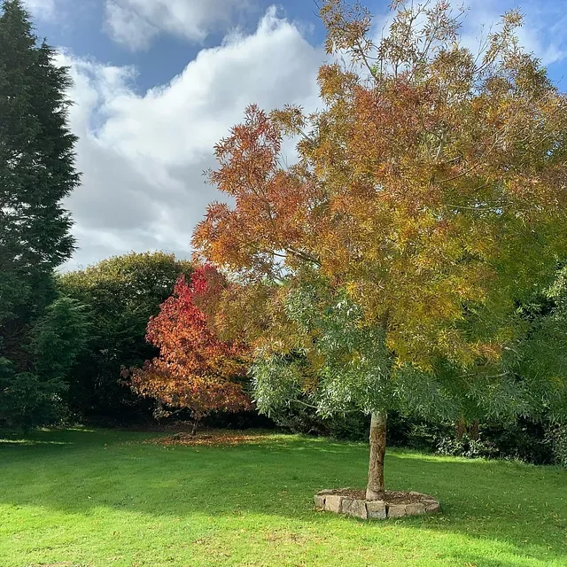 View of lawn and established trees in the garden of The Beauty Suite Cornwall
