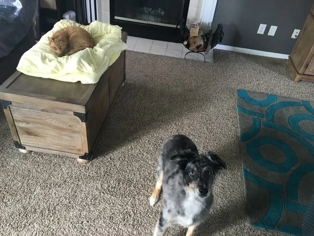 A living room with a ginger cat sleeping on a yellow pillow on a wooden chest, and a black and white dog looking up at the camera on a brown carpet near a blue and gray rug.