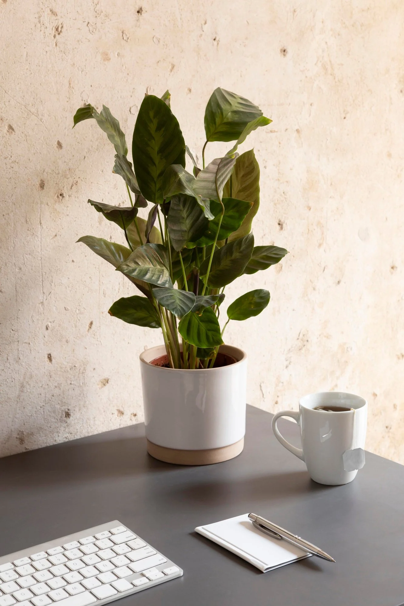 A potted plant with large dark green leaves on a gray table, alongside a white coffee mug, a white notepad with a silver pen, and a computer keyboard, set against a beige textured wall.