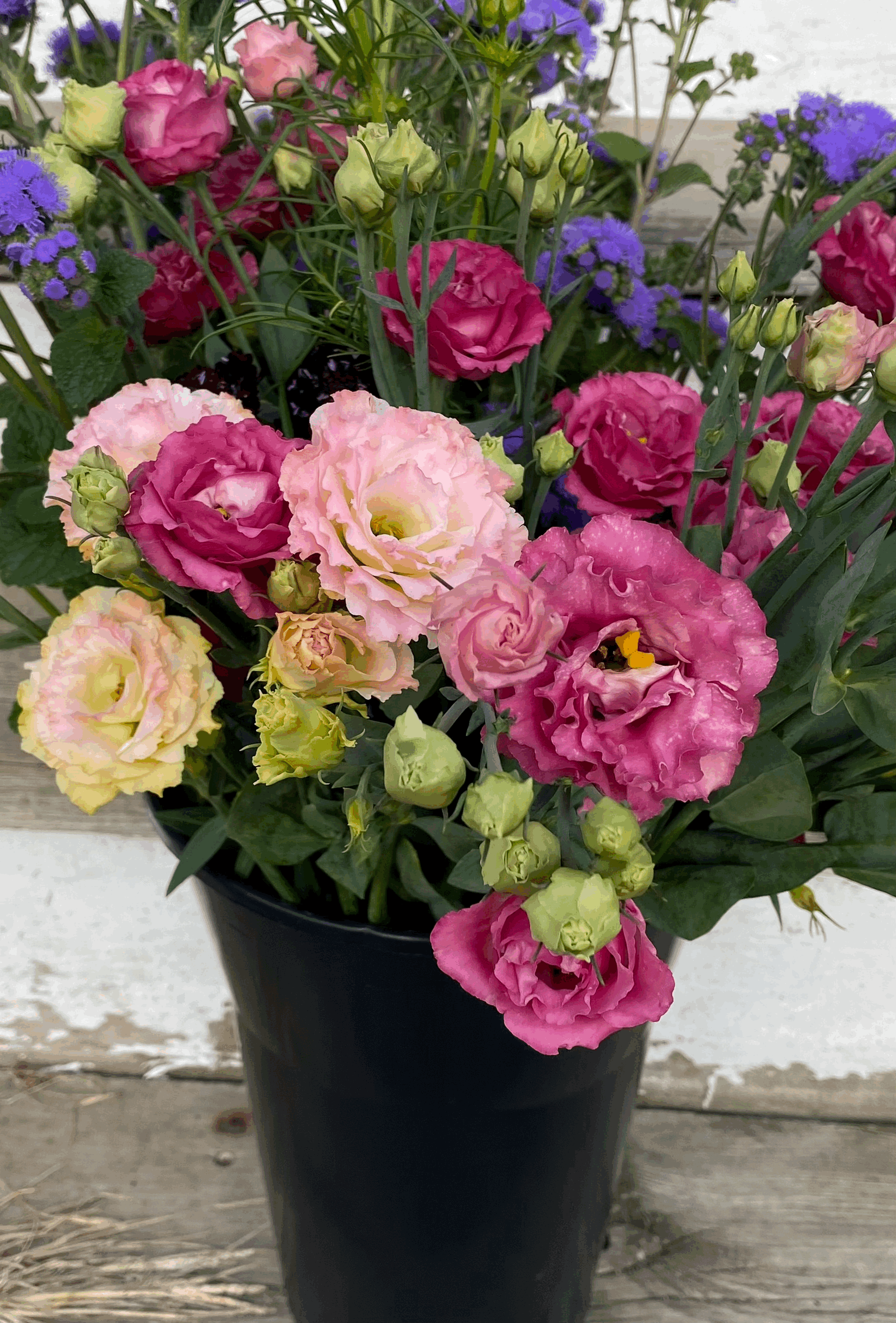 Lisianthus Bouquet Subscription