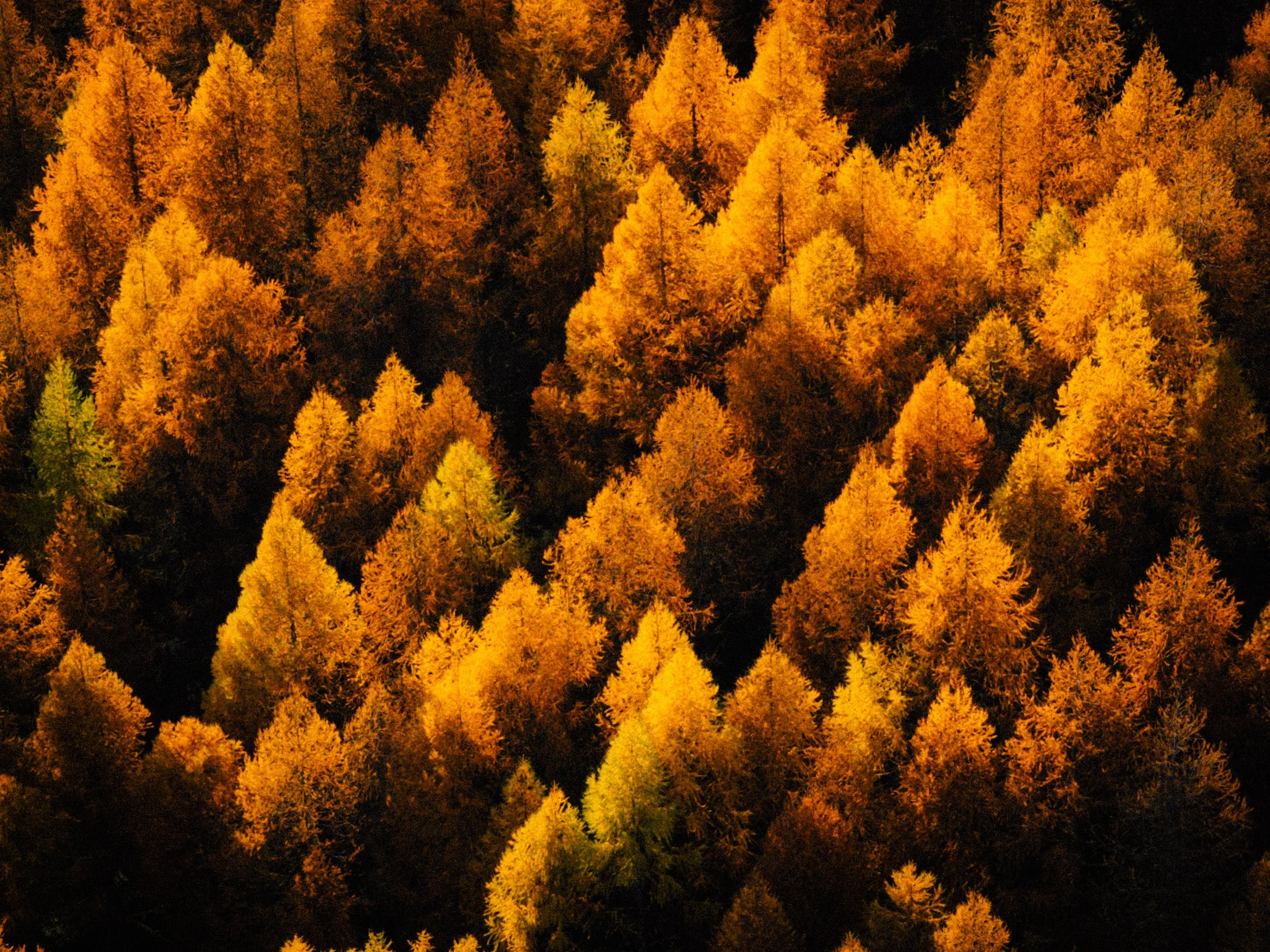 DJI_20241029160039_0110_D-2.jpg