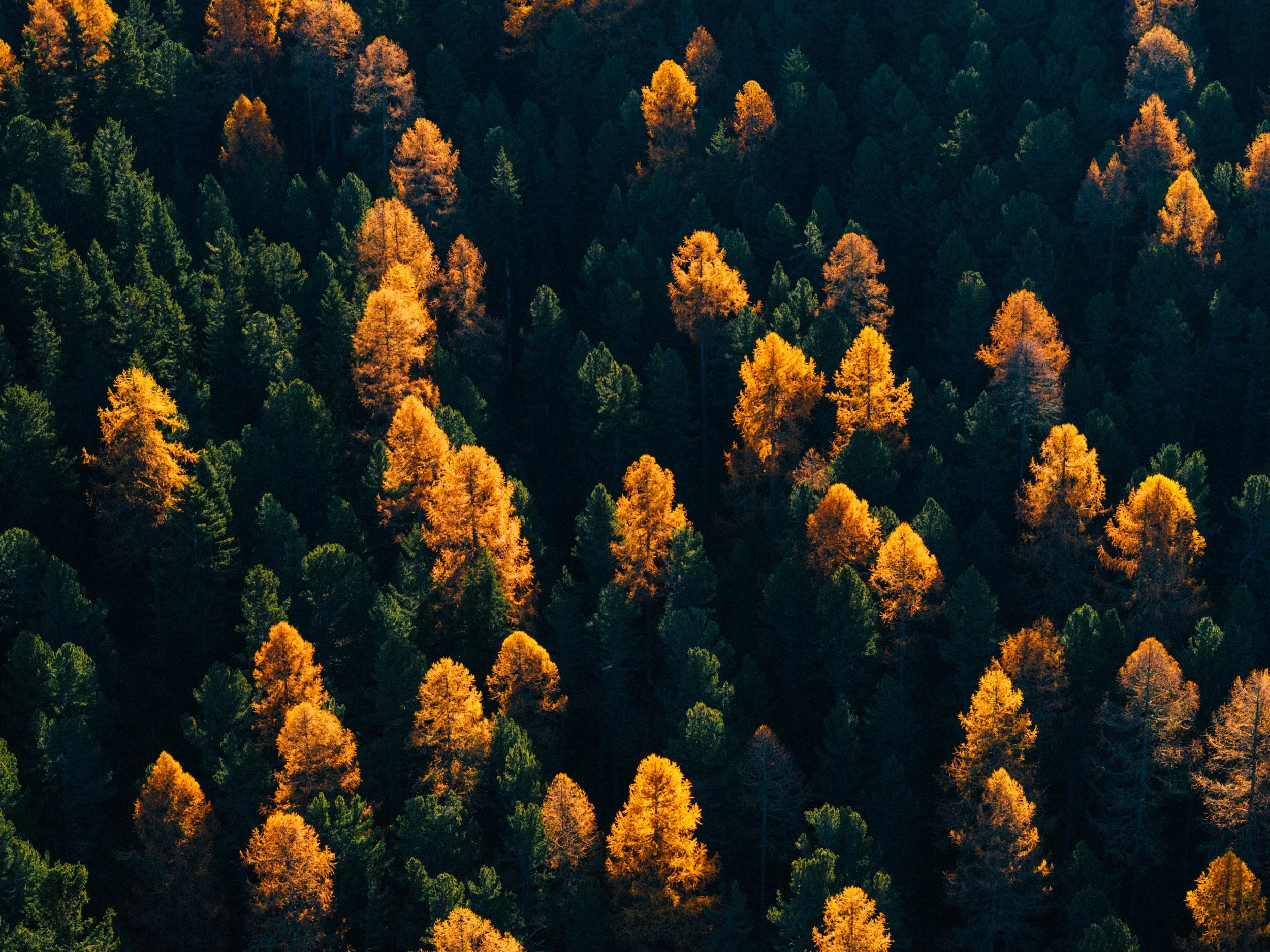 DJI_20241029090901_0011_D-2.jpg