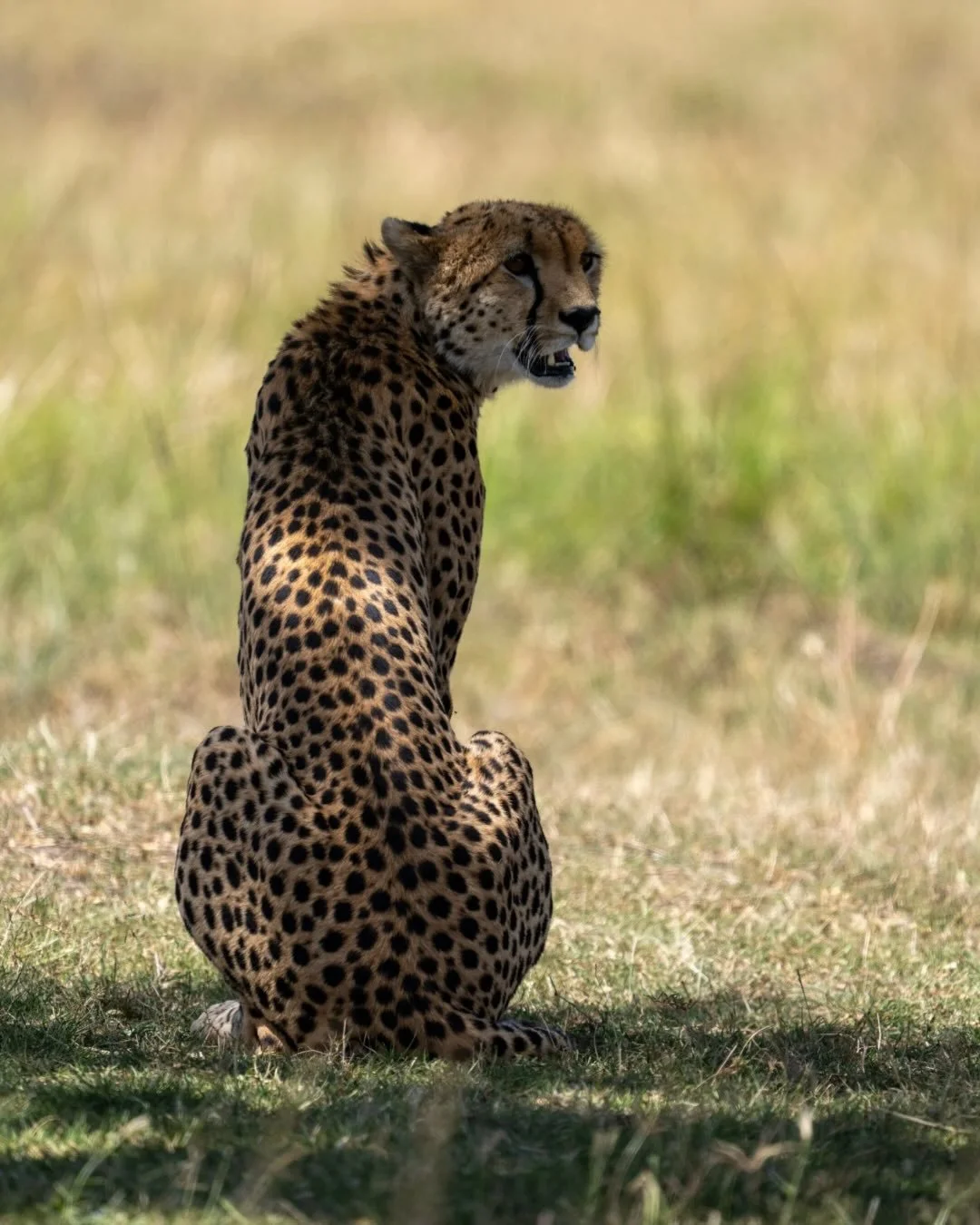 🐆 Kenya isn&rsquo;t just a destination, it&rsquo;s a memory in the making.
From cheetahs on the plains to quiet coffee mornings, safari drives, shared laughter, yoga in nature, and fires under the stars&hellip; this is travel that stays with you.
✨ 