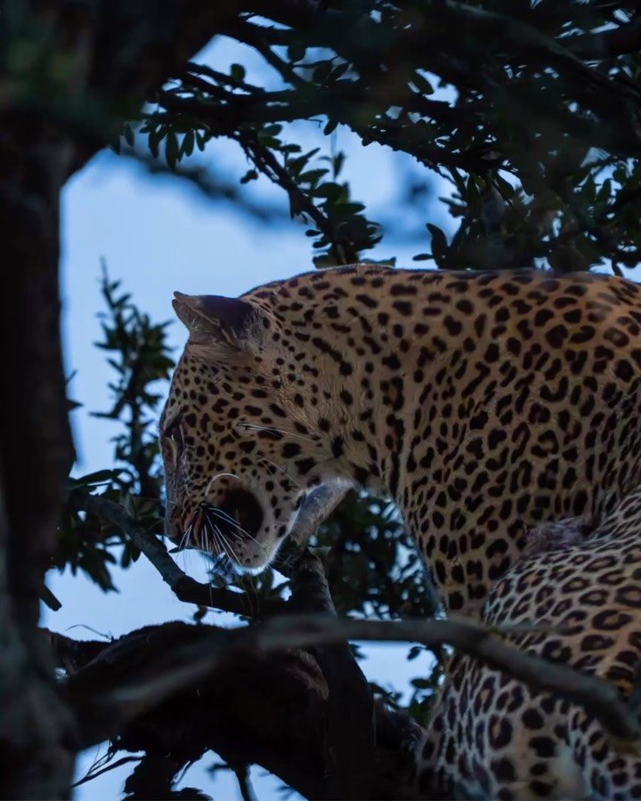 Leopards are notoriously difficult to spot. So when you finally do see one, it feels pretty special. 🐆
Swipe through to see how this sighting unfolded.
And before anyone asks: slide 3 has absolutely nothing to do with looking for leopards. 😂 Just a