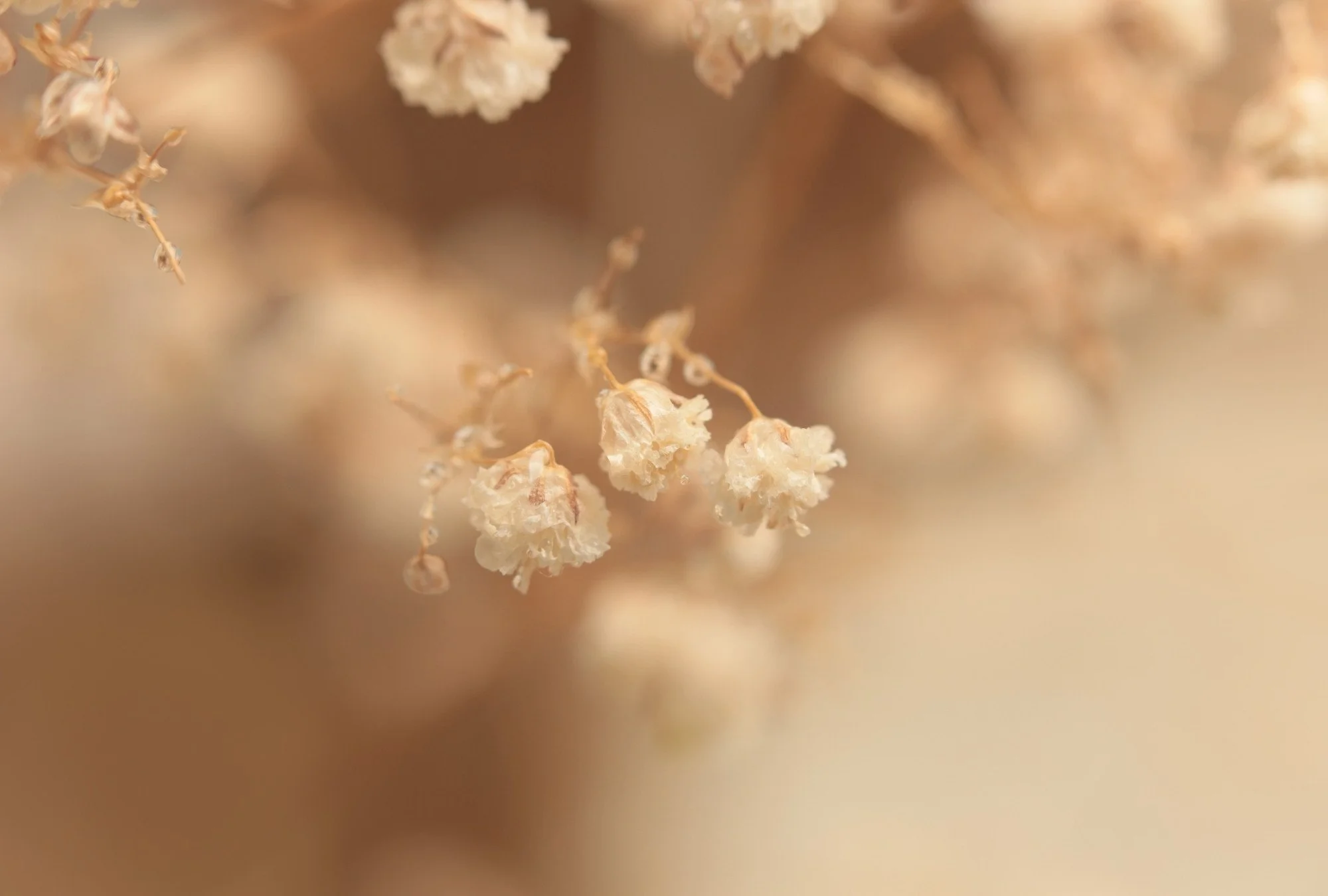 Close-up of small, delicate, white dried flowers or seed pods against a soft, blurred beige background.
