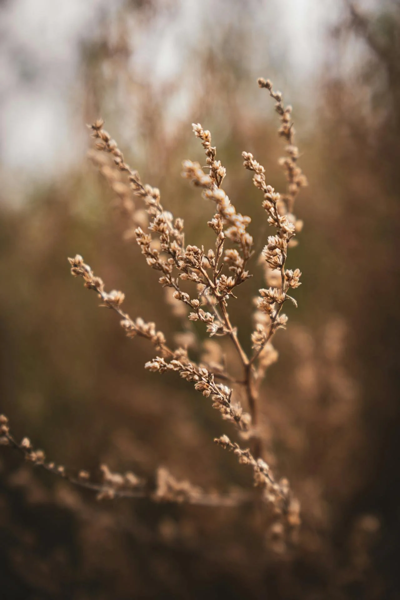 A close-up of a dried plant with small, brownish flowers and stems, softly focused with warm background tones.