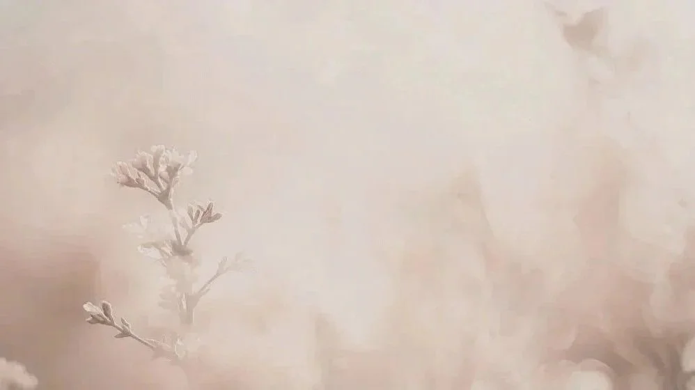 Close-up of pale pink flowers on a soft, blurred background.