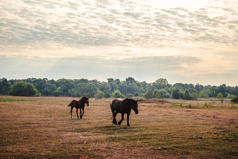 Two horses standing on a dry field with a treeline in the background under a partly cloudy sky.