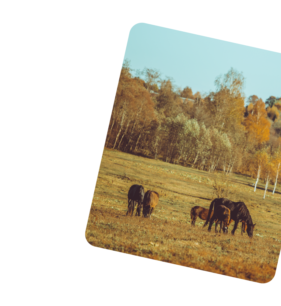 Grazing horses in a field with autumn trees in the background.