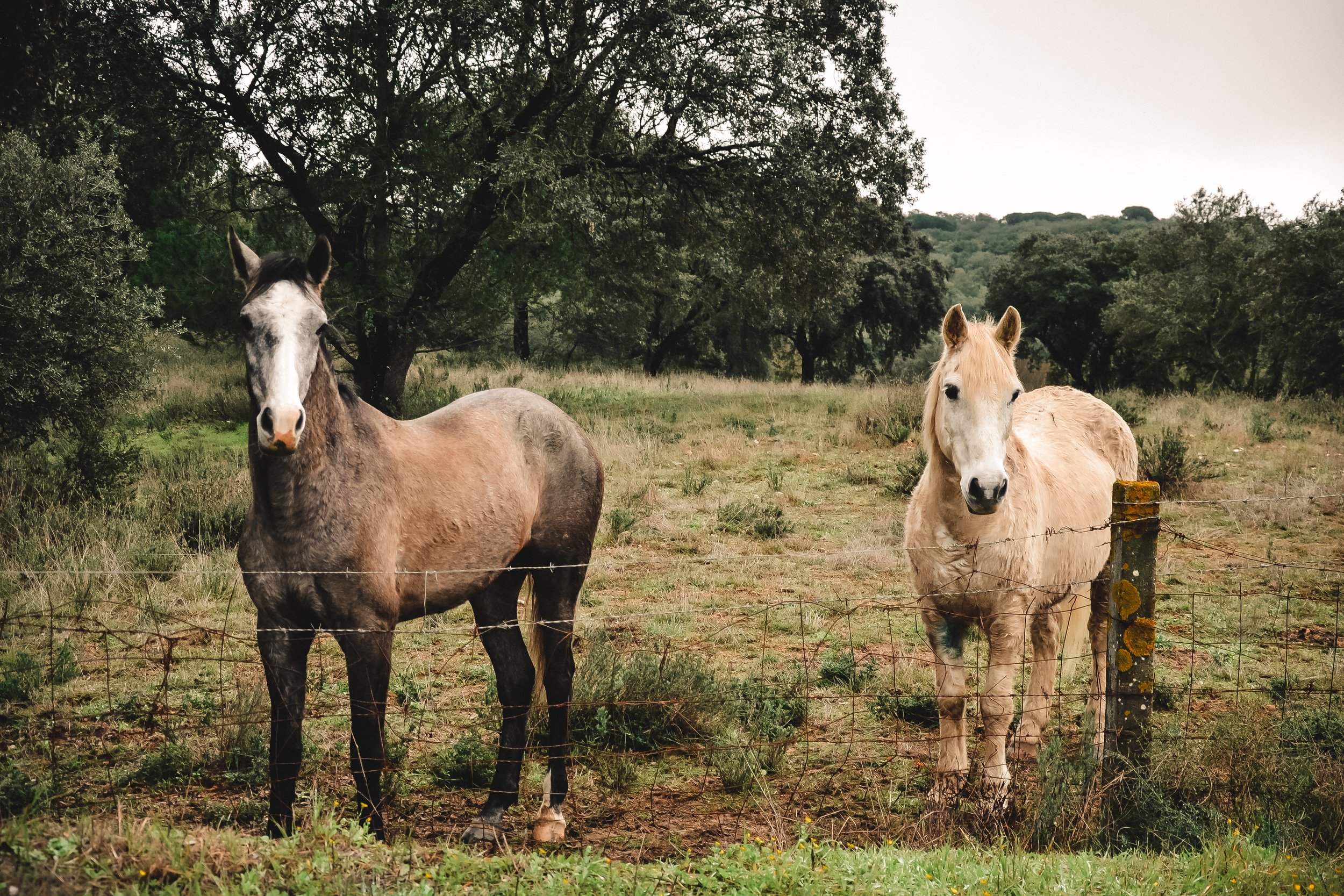 Two horses standing in a grassy field behind a barbed wire fence with trees in the background.