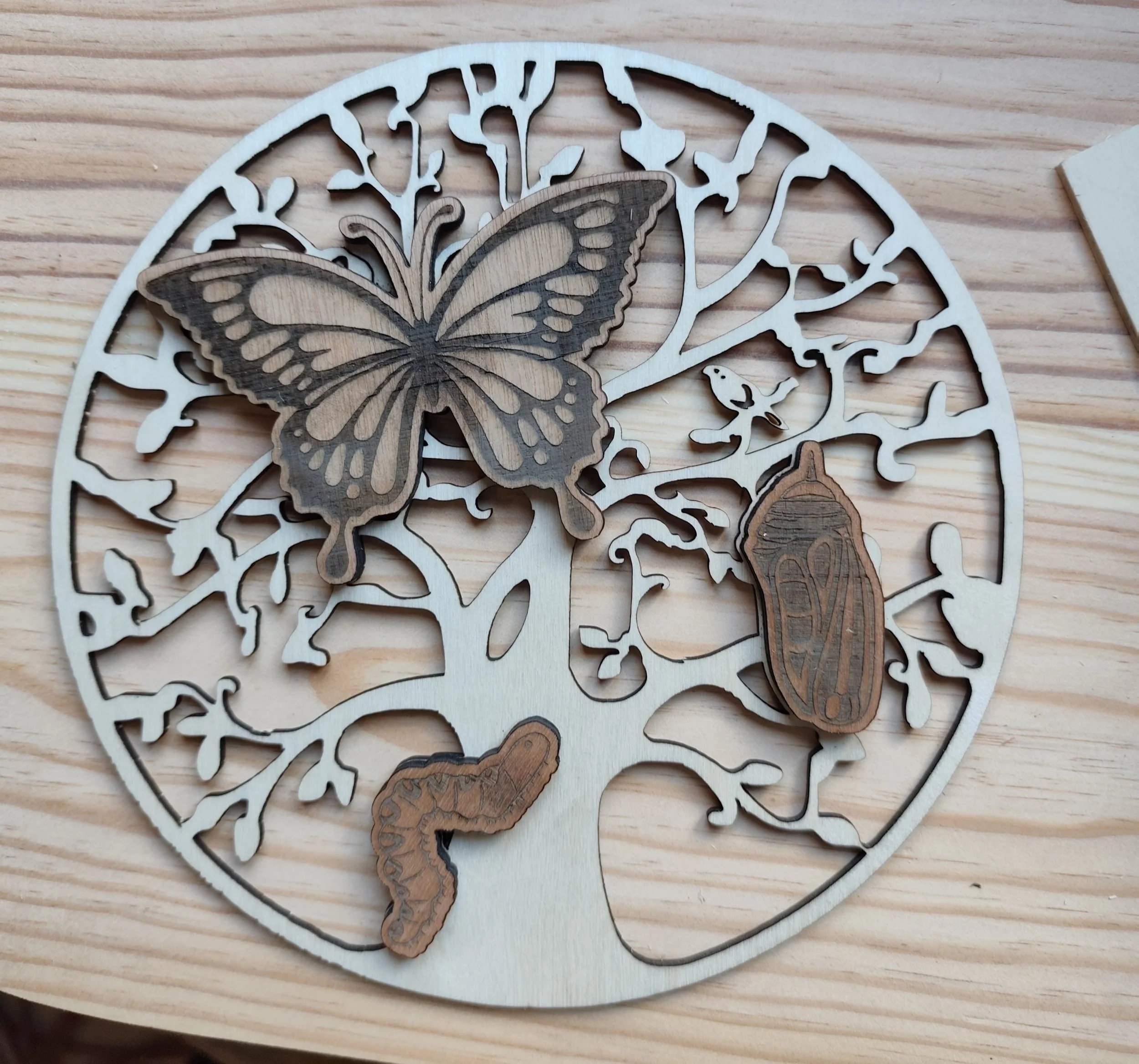 Arbre de vie évolution du papillon