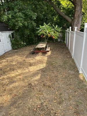 A young tree planted in a dirt yard next to a white fence and a white shed with trees in the background.