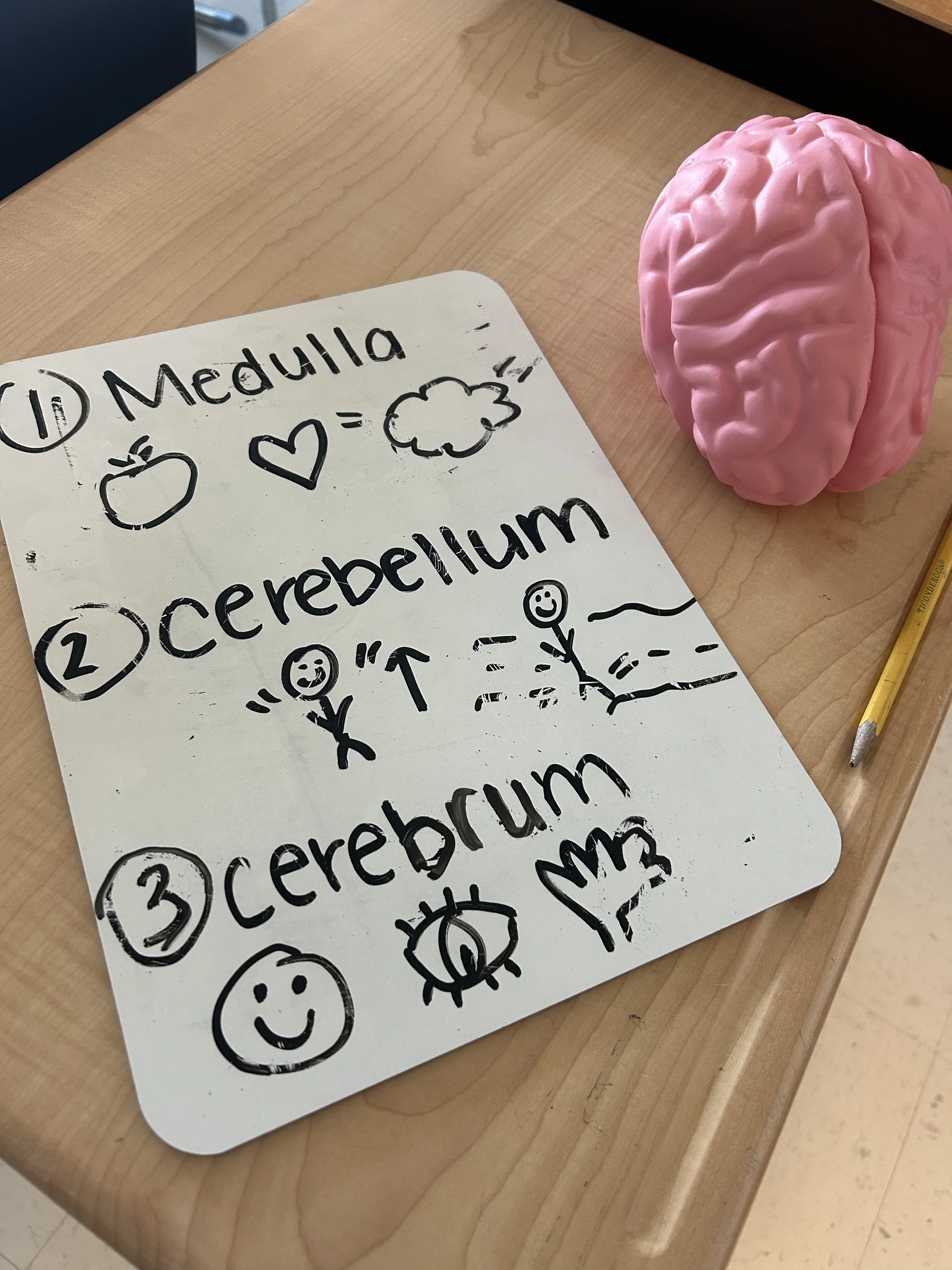 A whiteboard with handwritten notes and drawings, including the words 'Medulla', 'Cerebellum', and 'Cerebrum', next to a pink brain-shaped object.