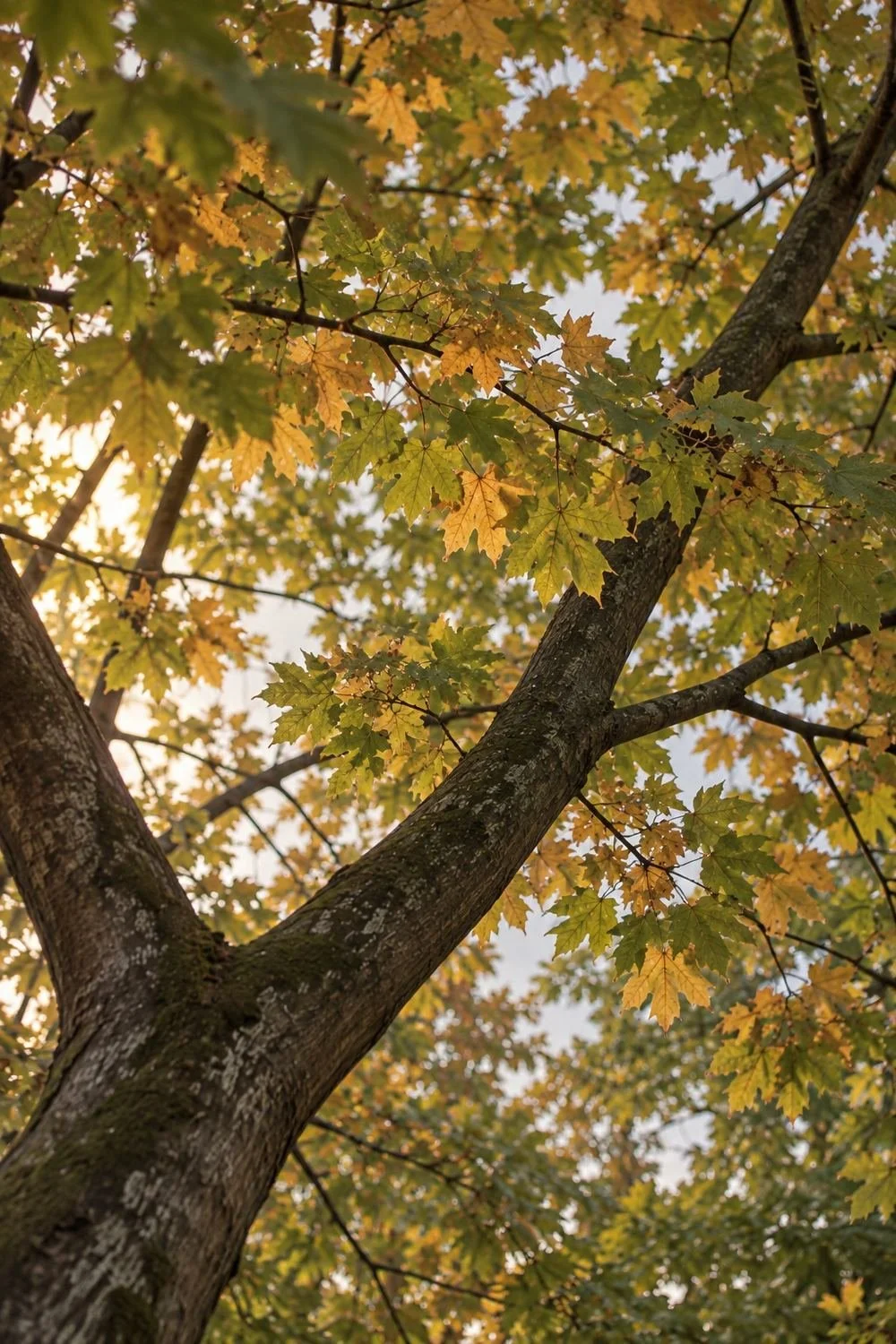 Green and gold maple leaves above crossing woodland branches.