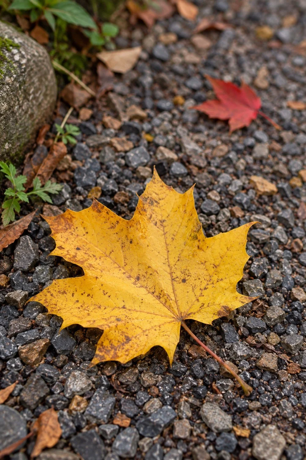 A golden maple leaf rests on gravel with a red leaf farther behind it.