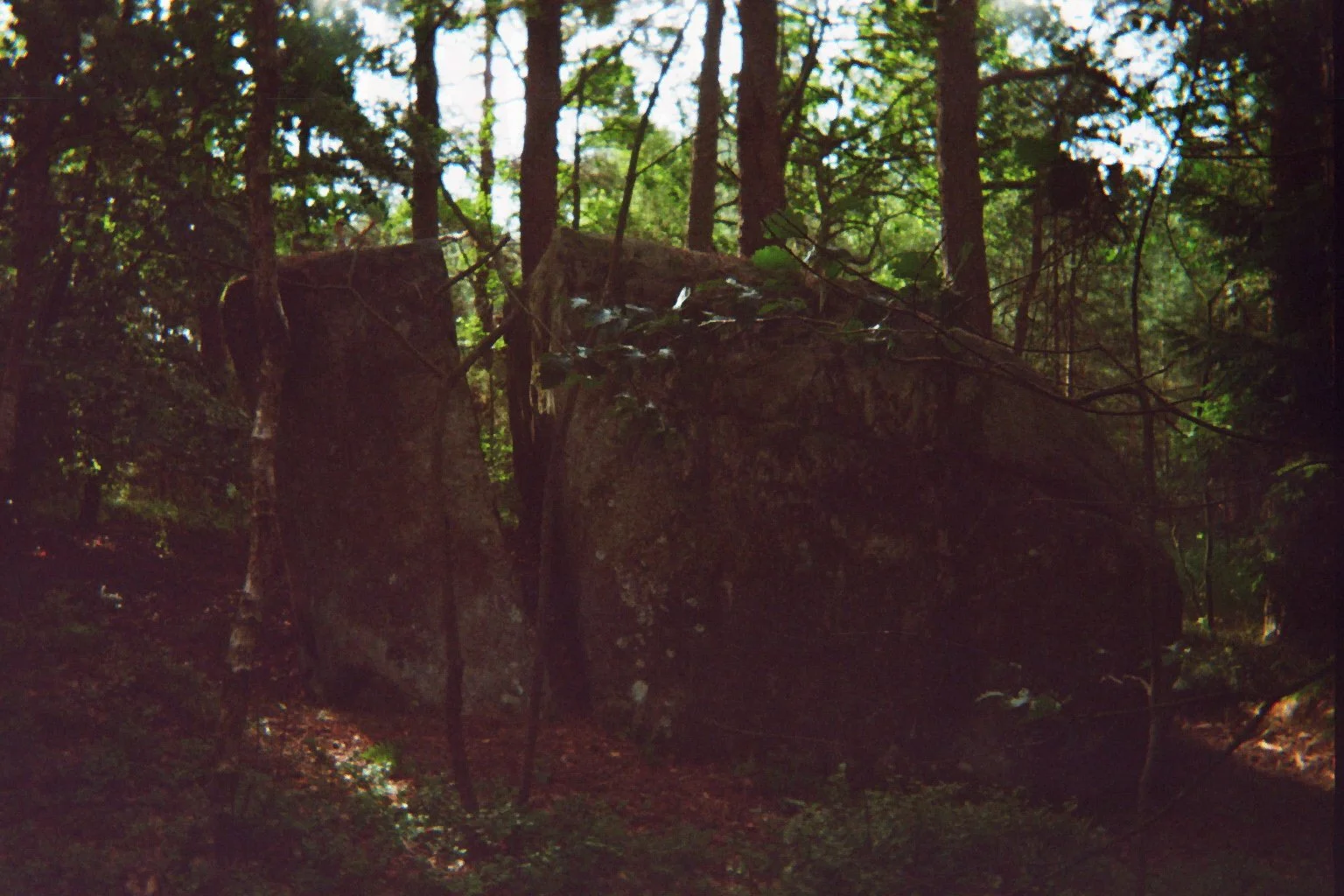A large moss-covered boulder in a dense forest surrounded by trees and green foliage, with sunlight filtering through the canopy.