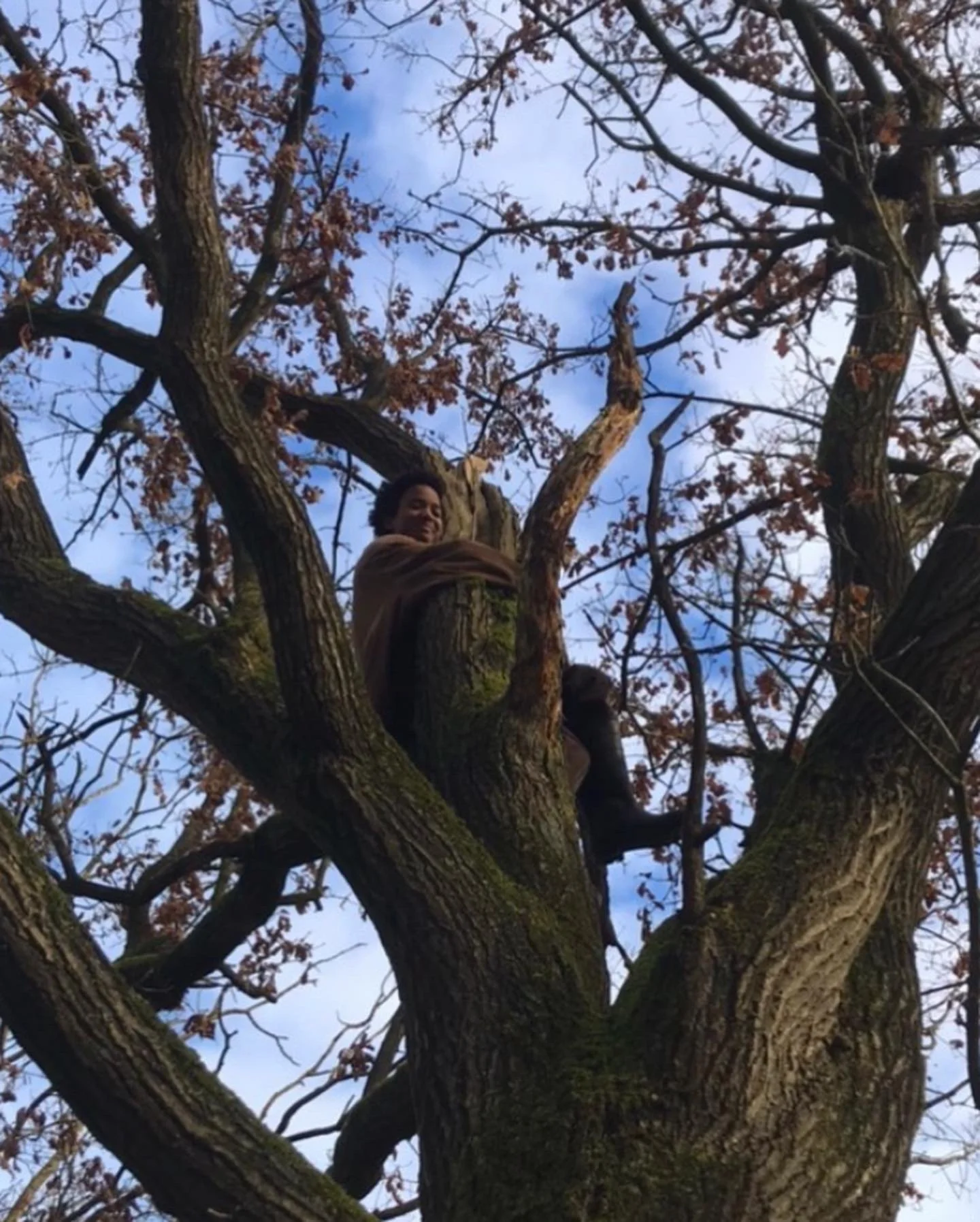 Person sitting in the branches of a large tree with a blue sky and some clouds in the background.