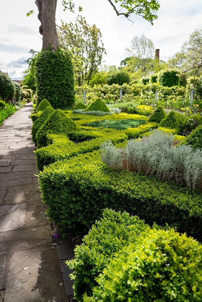 Photo of several small hedges of different colours and styles.