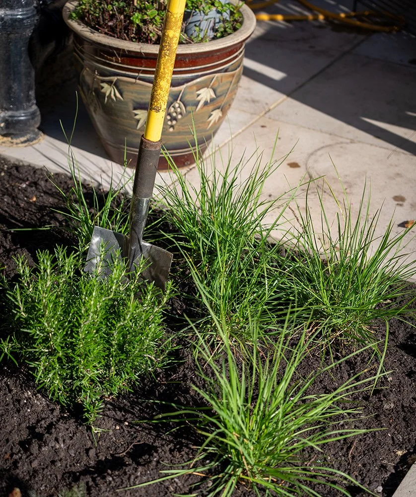 Photo of newly planted green plants with a shovel in the soil.