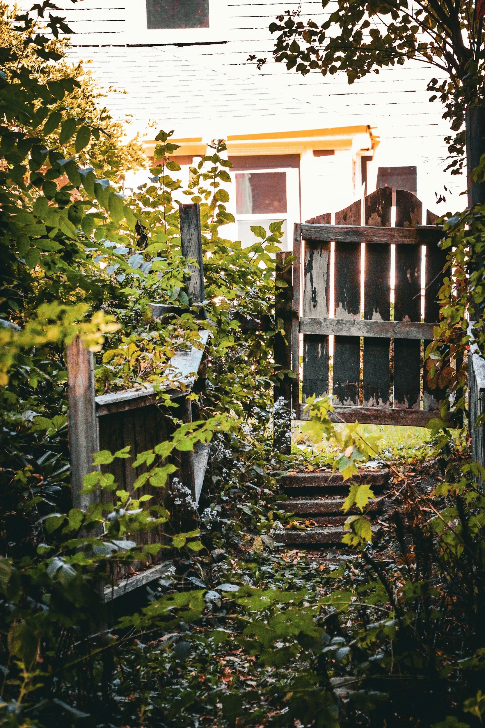 Photo of a very overgrown garden with plants and weeds surrounding the gate.