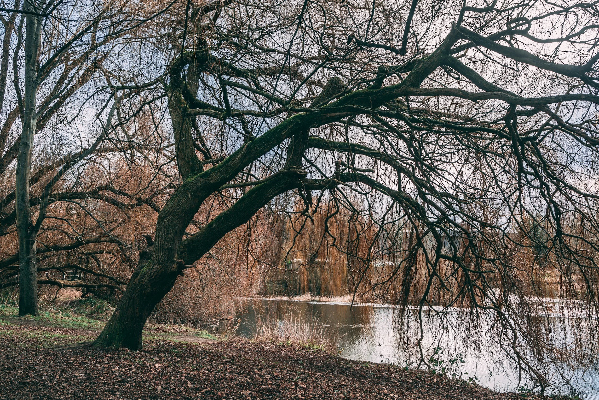 Photo of a tree without many leaves and near a body of water.