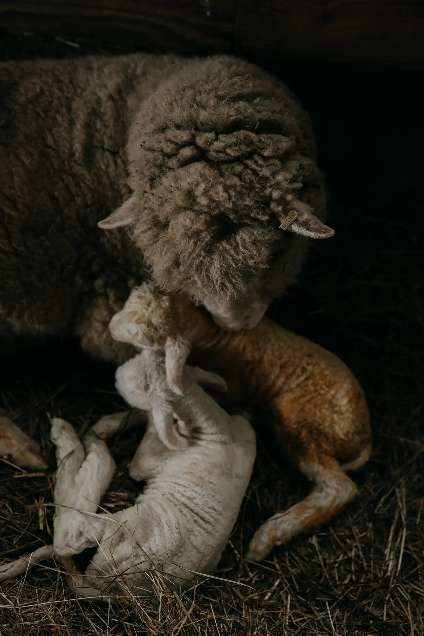 A sheep lying on top of two lambs on a bed of hay.