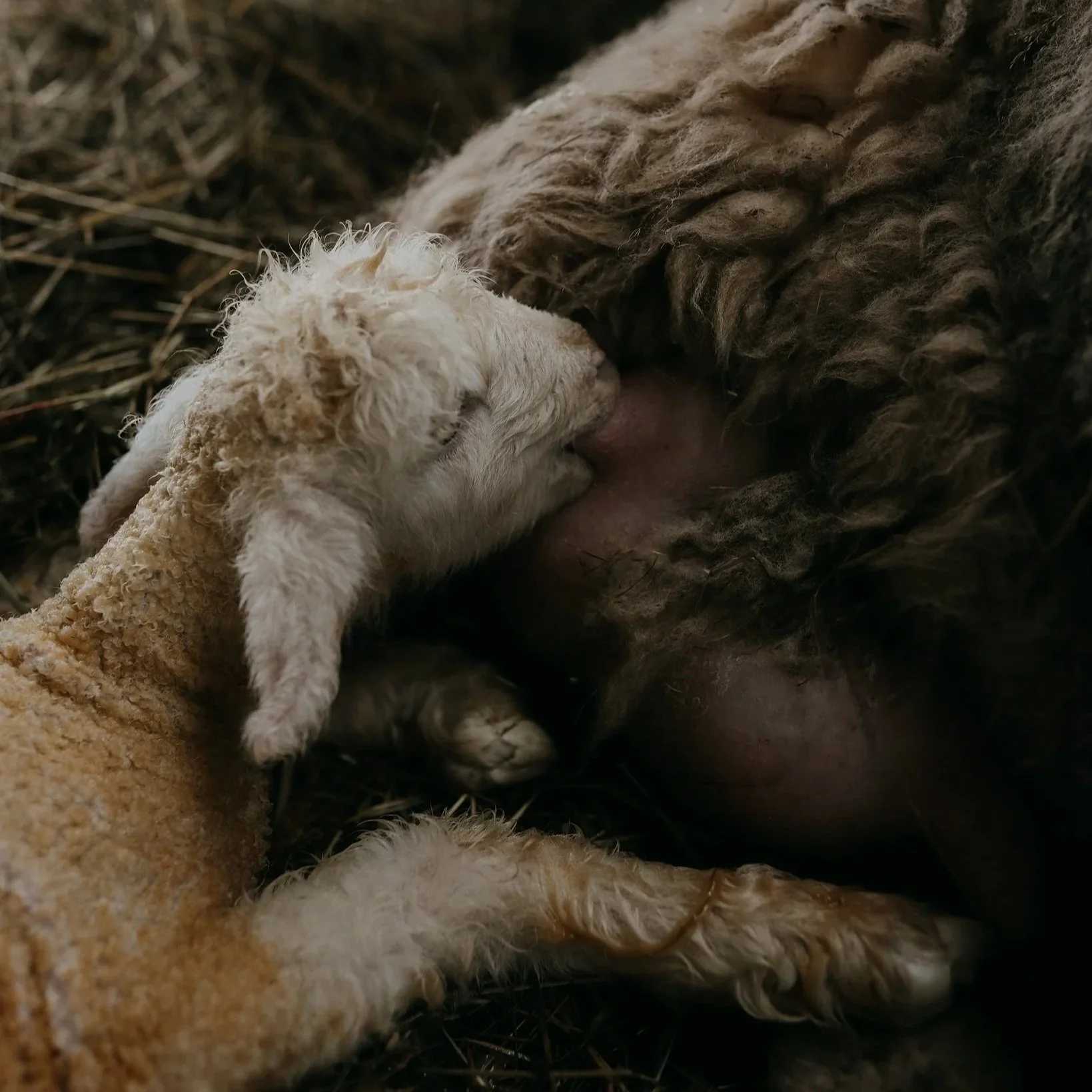 A baby lamb nursing from its mother in a barnyard setting.