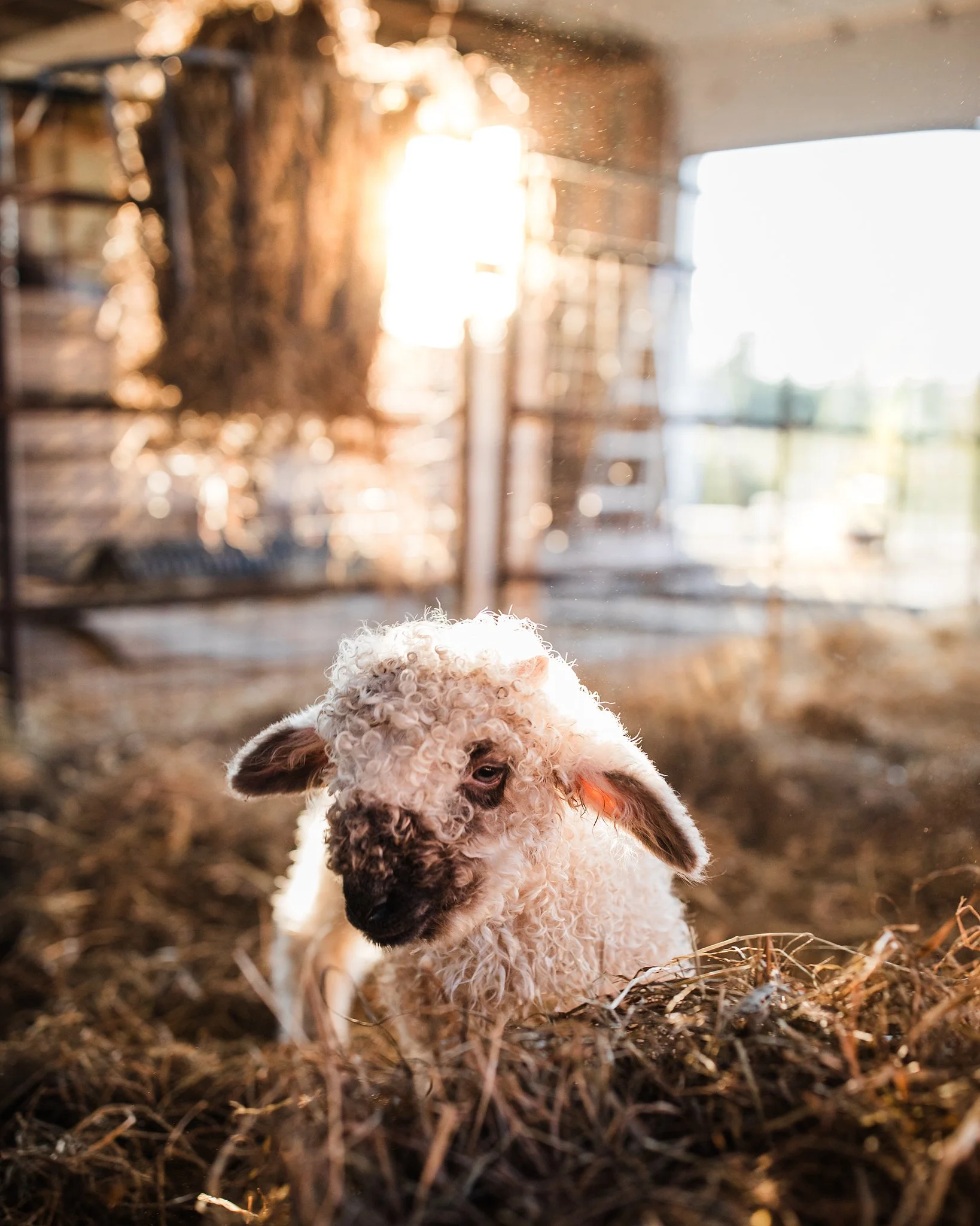 A young lamb with curly wool standing on straw inside a barn, sunlight streaming through the windows.