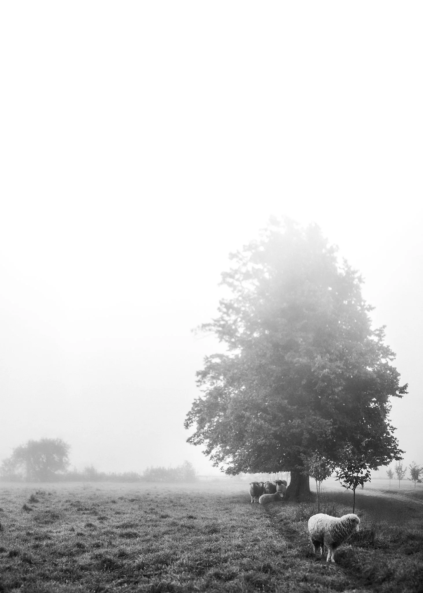 A black and white photo of a grassy field with a large tree, where some sheep are grazing and resting, and a narrow pathway runs alongside.