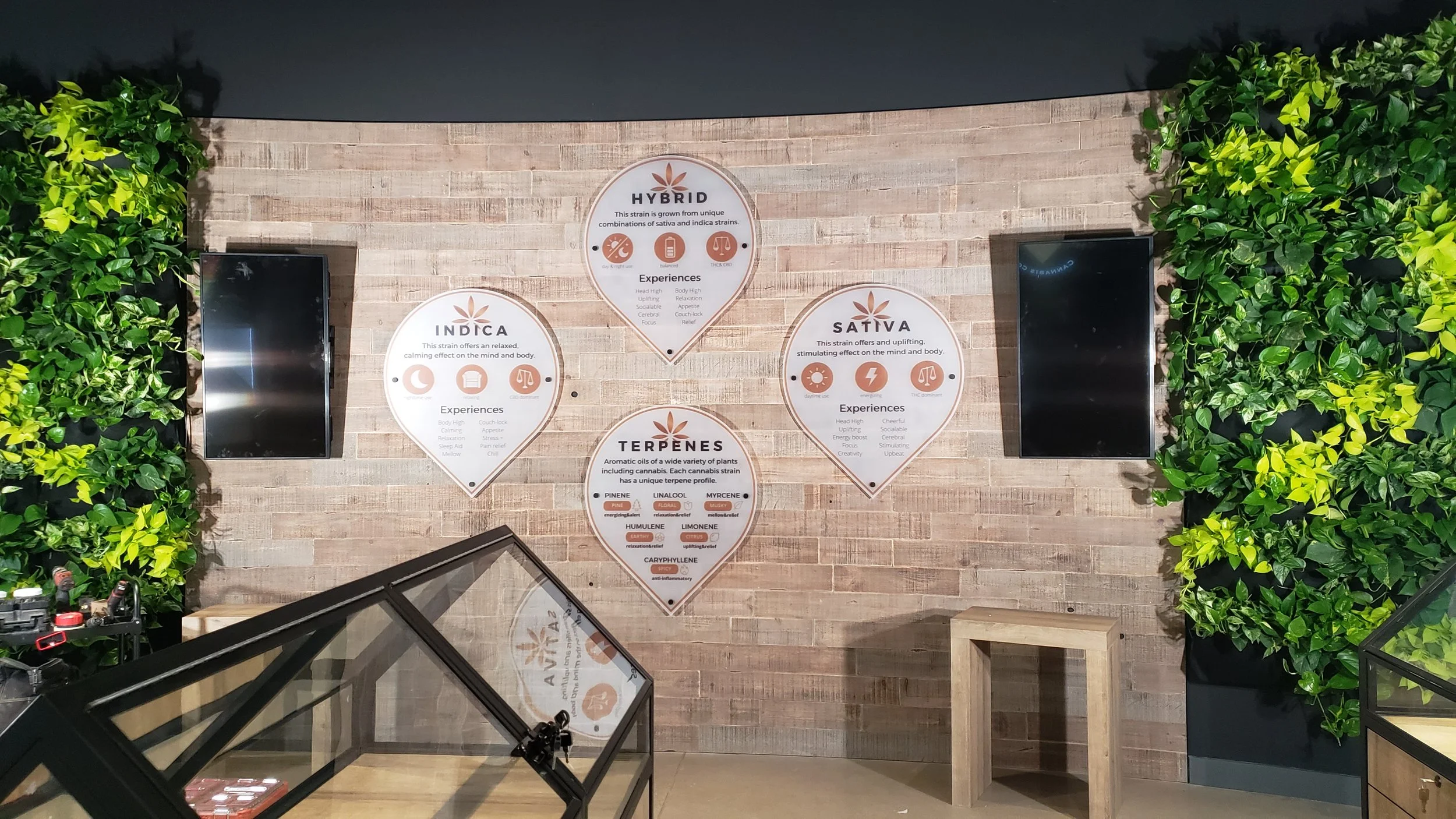 Display wall with information about different strains of cannabis, including Indica, Sativa, Hybrid, and Terpenes, flanked by green plants and two television screens.