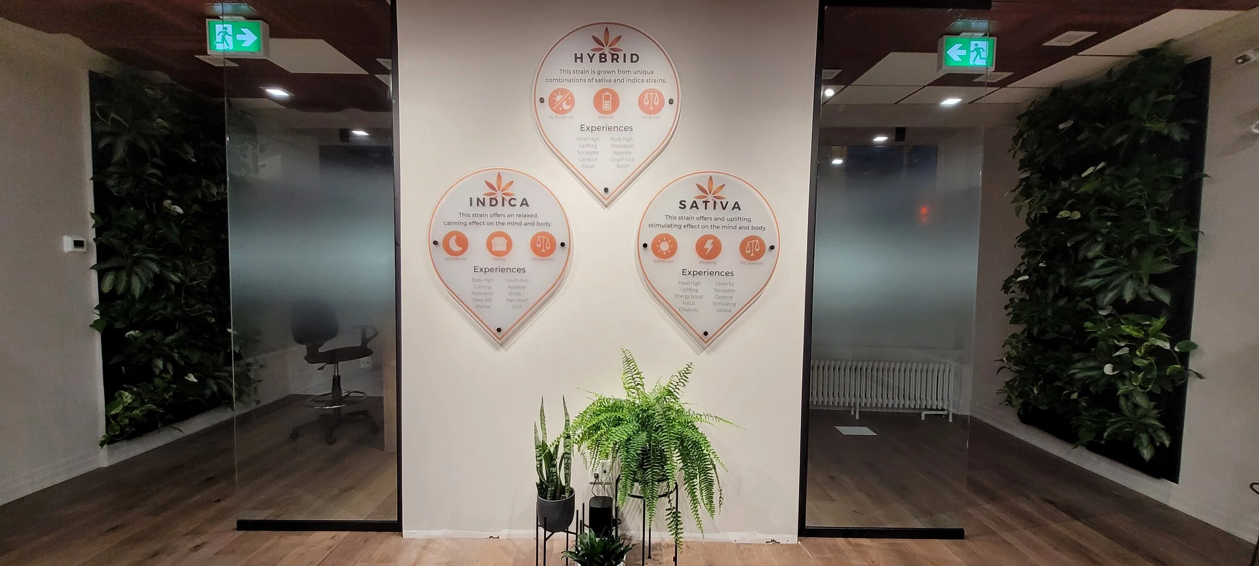 Indoor space with a white wall displaying four circular signs about different strains: Hybrid, Indica, Sativa, and a green EXIT sign above glass doors on both sides. There are plants and a black office chair visible behind the glass on the left side.