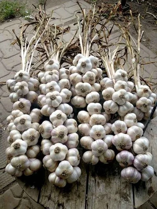 LOEWE.GARLIC.011.jpg
