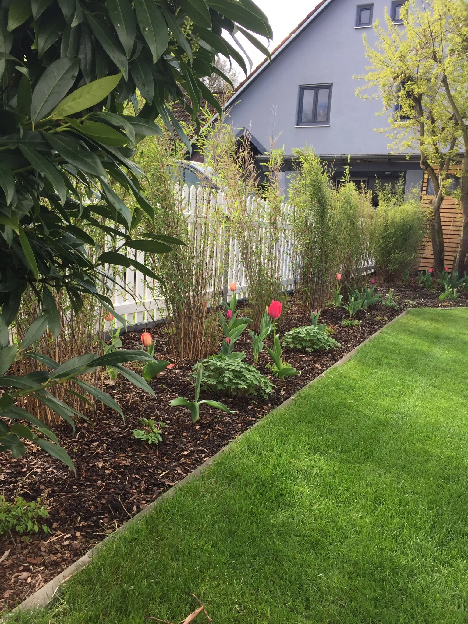 Garten mit grünem Rasen, bunt blühende Tulpen, Sträuchern und Bäumen, umgeben von einem weißen Zaun und einem Haus mit blauer Fassade.