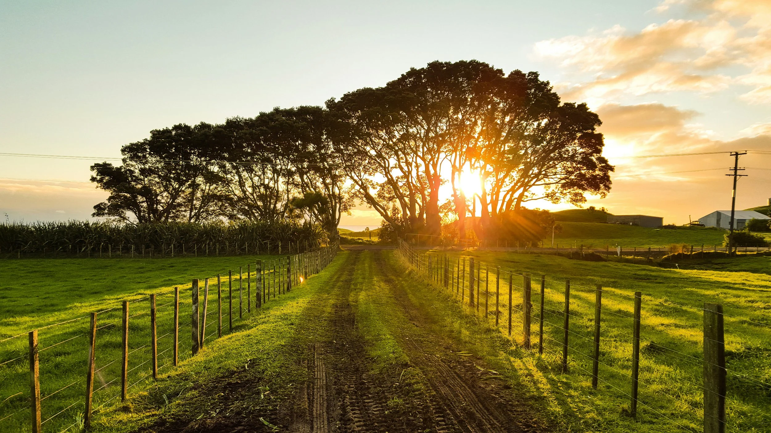 A rural dirt country road lined with fences and green grass, leading to a large group of trees with a setting sun behind them, casting a warm glow.