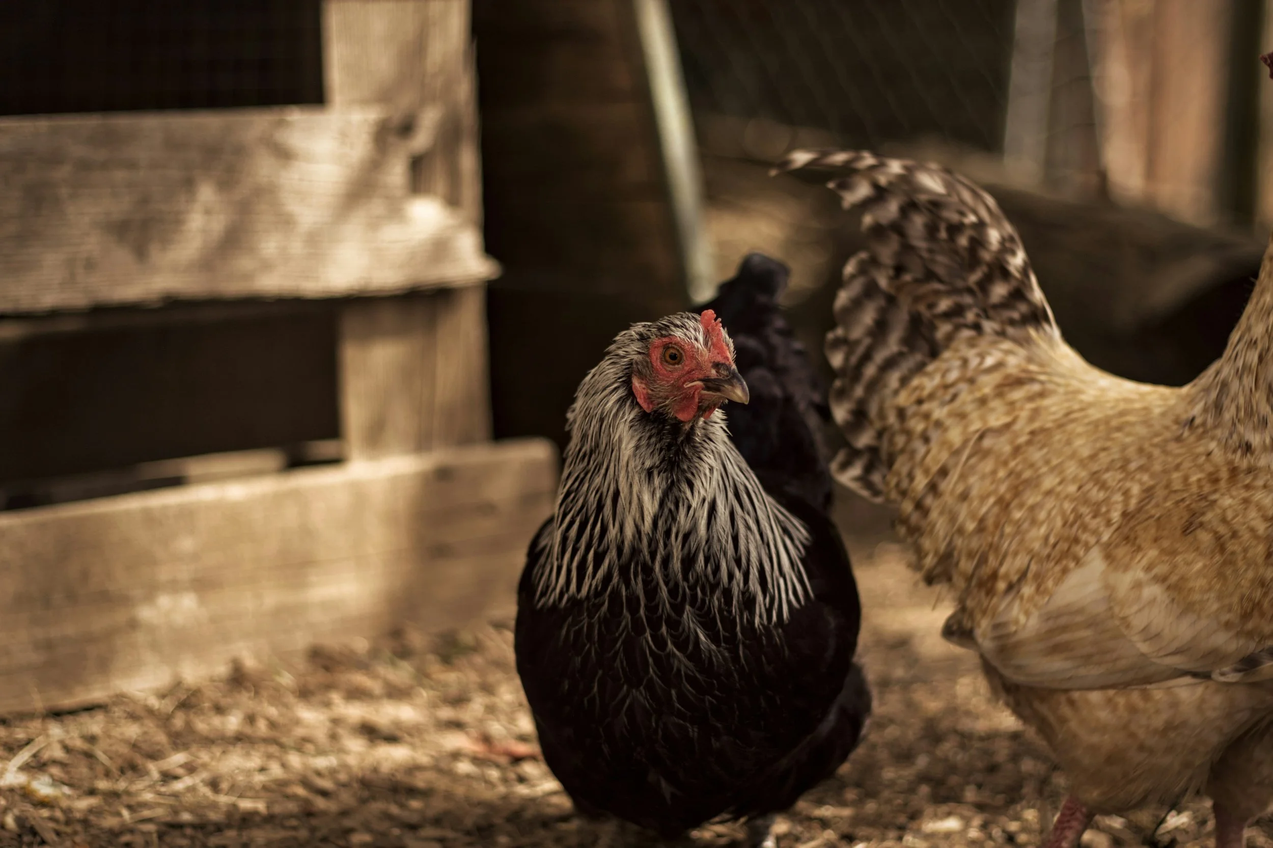 A close-up of two chickens, one black with white feather tips and a red face looking at the camera, and the other with light brown and black feather pattern, in a rustic wooden coop.