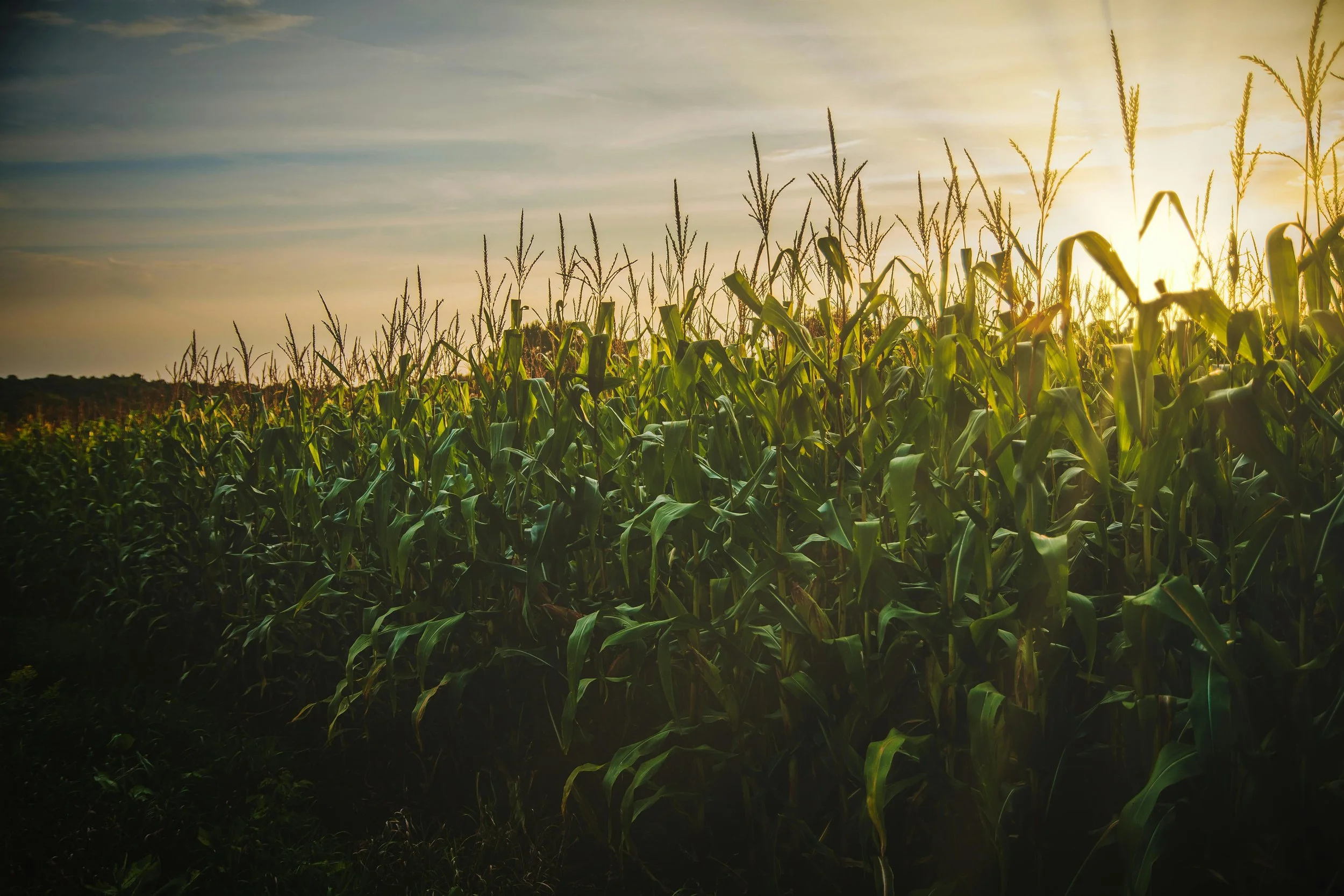 Cornfield at sunset