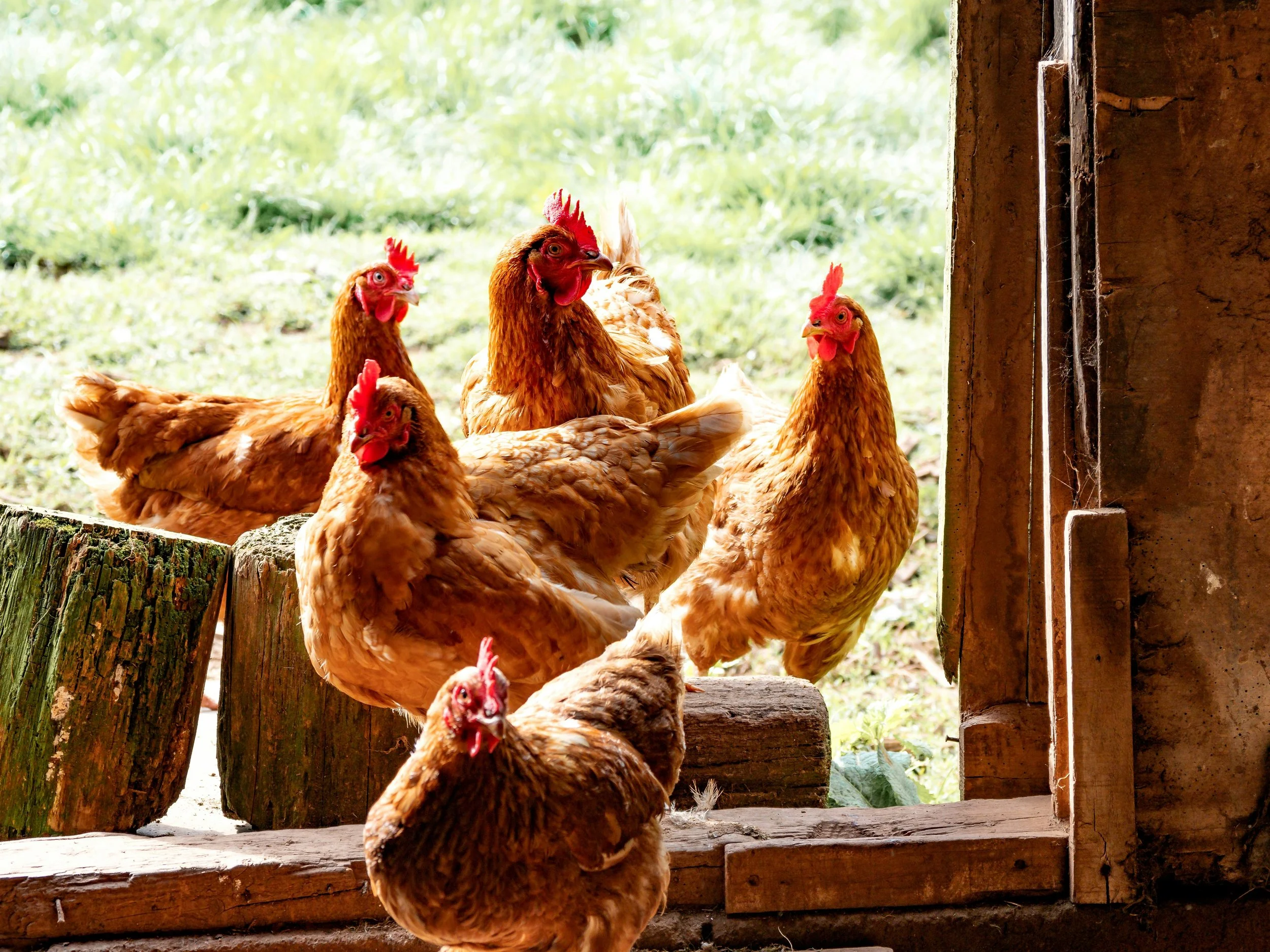 Multiple chickens standing on a wooden farmyard floor near a barn entrance, with green grass visible outside.