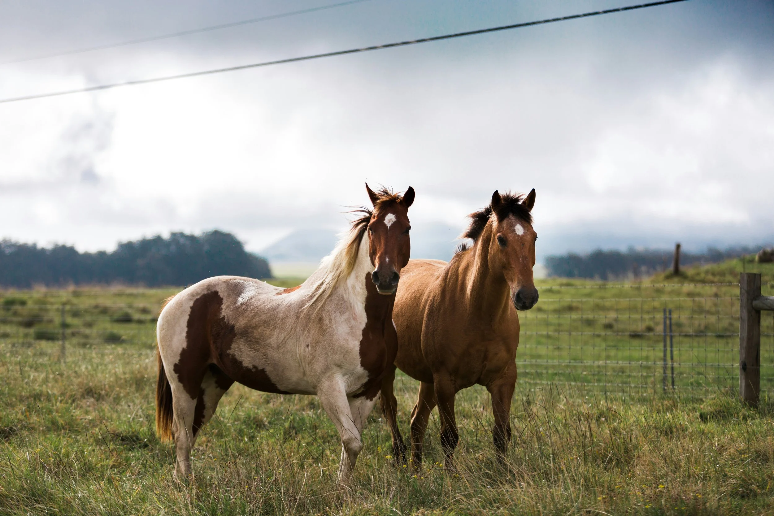 Two horses standing in a grassy field with a cloudy sky in the background.