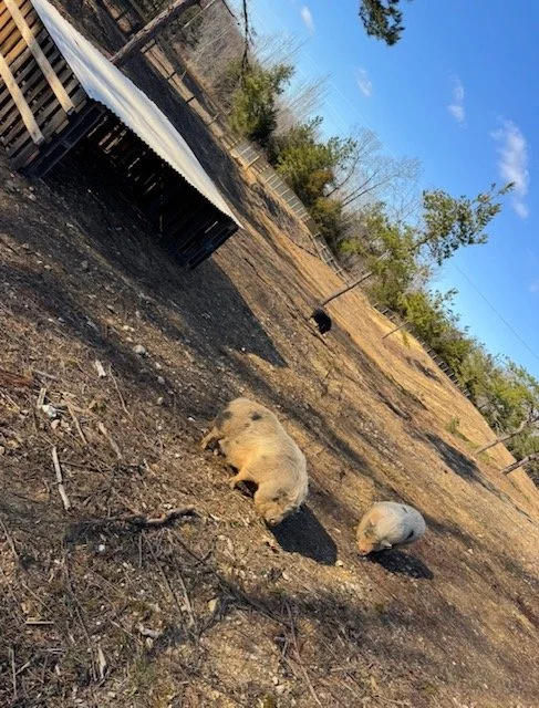 Bee collecting nectar from a white and purple wildflower in a green field.