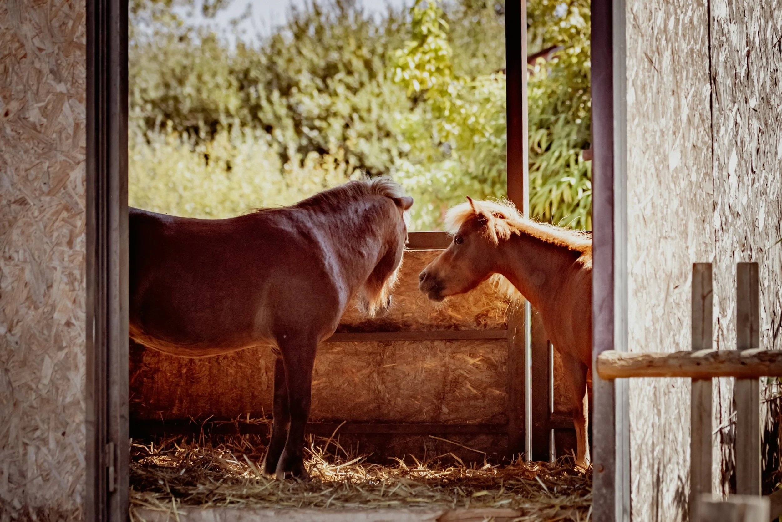 A brown adult horse and a brown foal facing each other in a barn with wooden walls, with a background of green trees and sunlight.