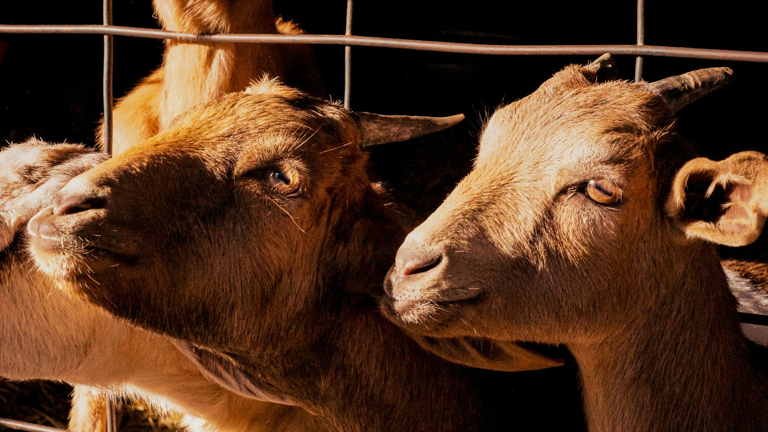 Two goats with brown fur and small horns facing each other behind a metal fence, one appears to be sniffing the other.