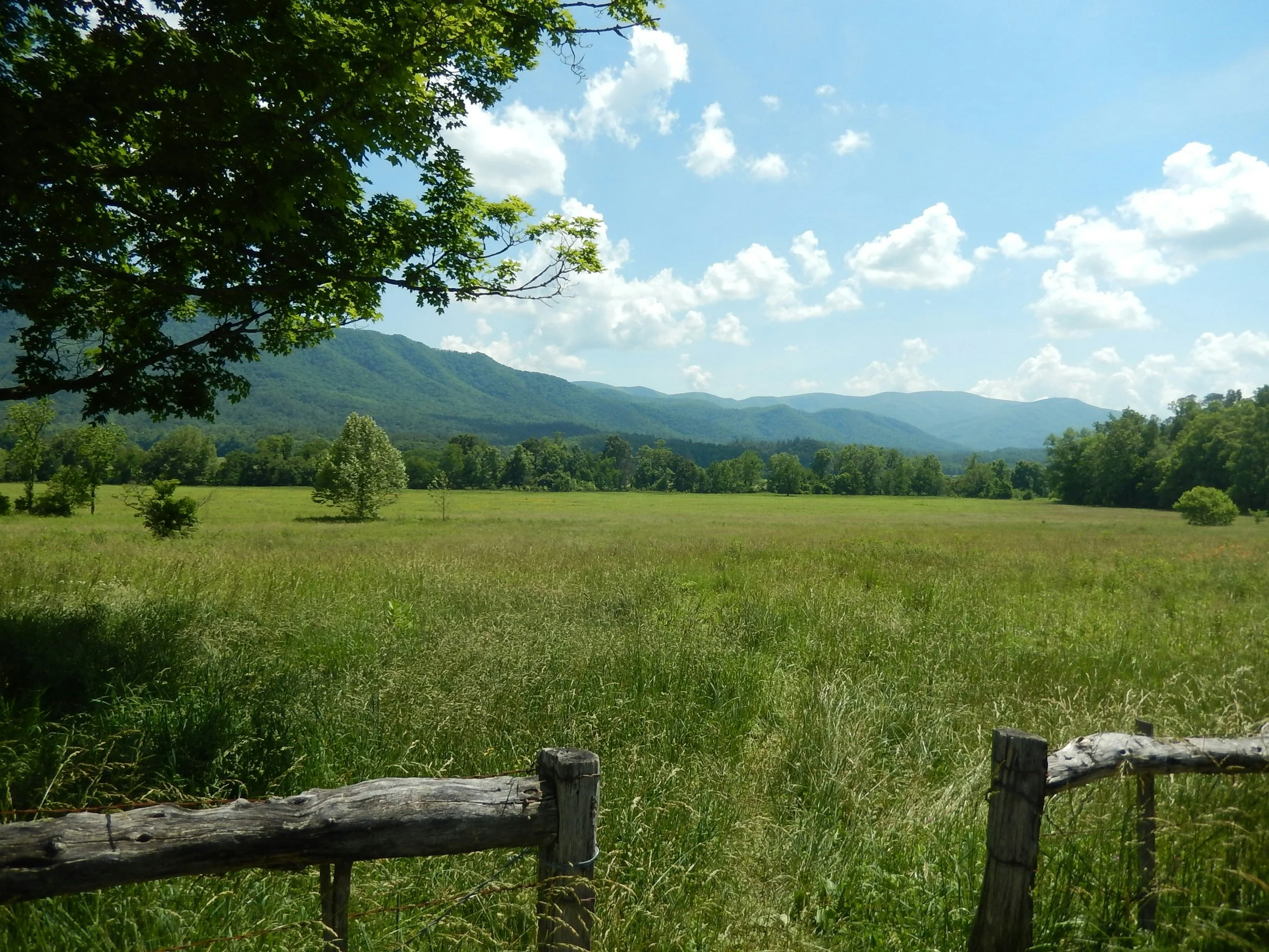 A green pasture with tall grass, a wooden fence in the foreground, scattered small trees, a dense treeline, and mountains in the background under a partly cloudy sky.