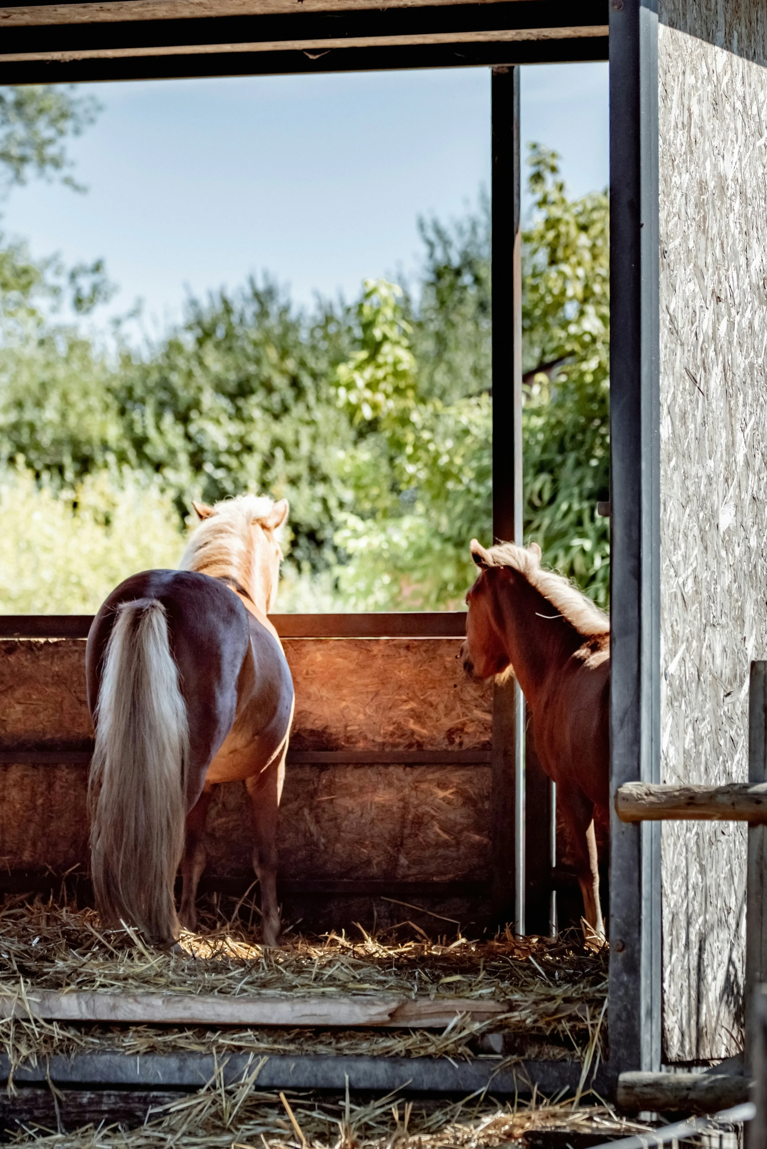 Two horses in a stable, facing away, with trees and blue sky outside.